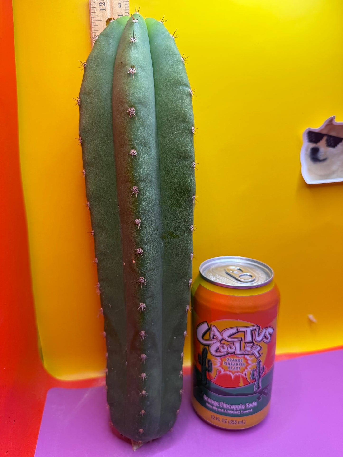 Cahuilla !