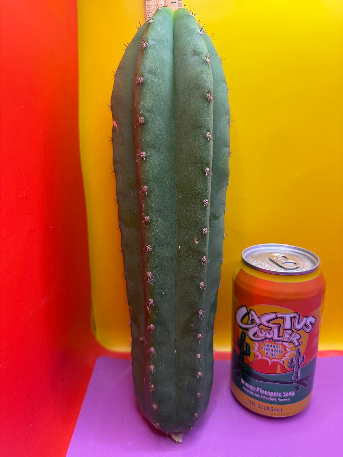 Cahuilla !