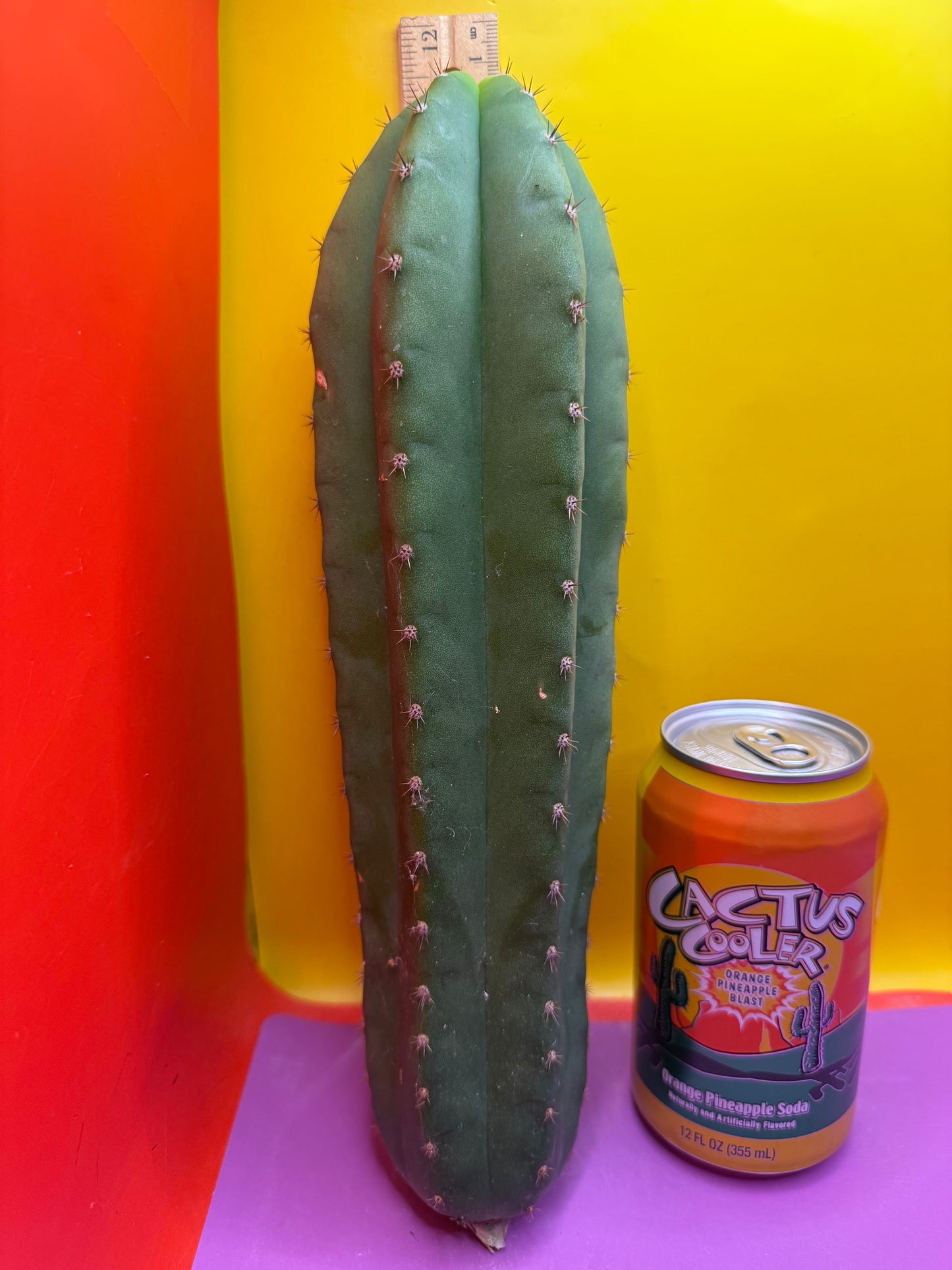 Cahuilla !
