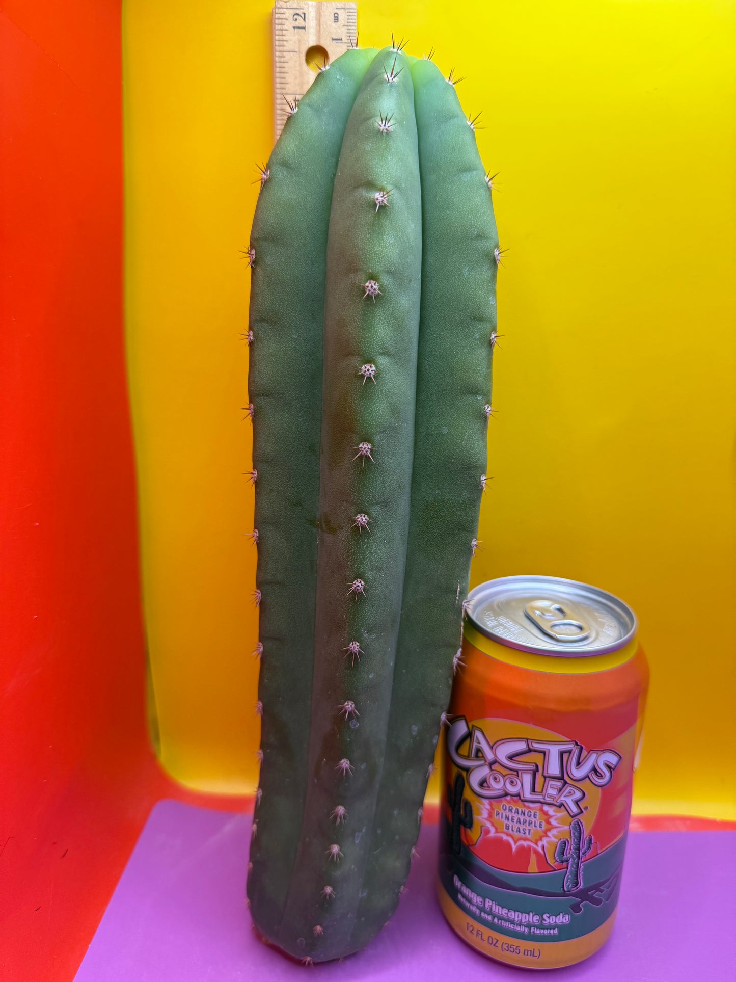 Cahuilla !