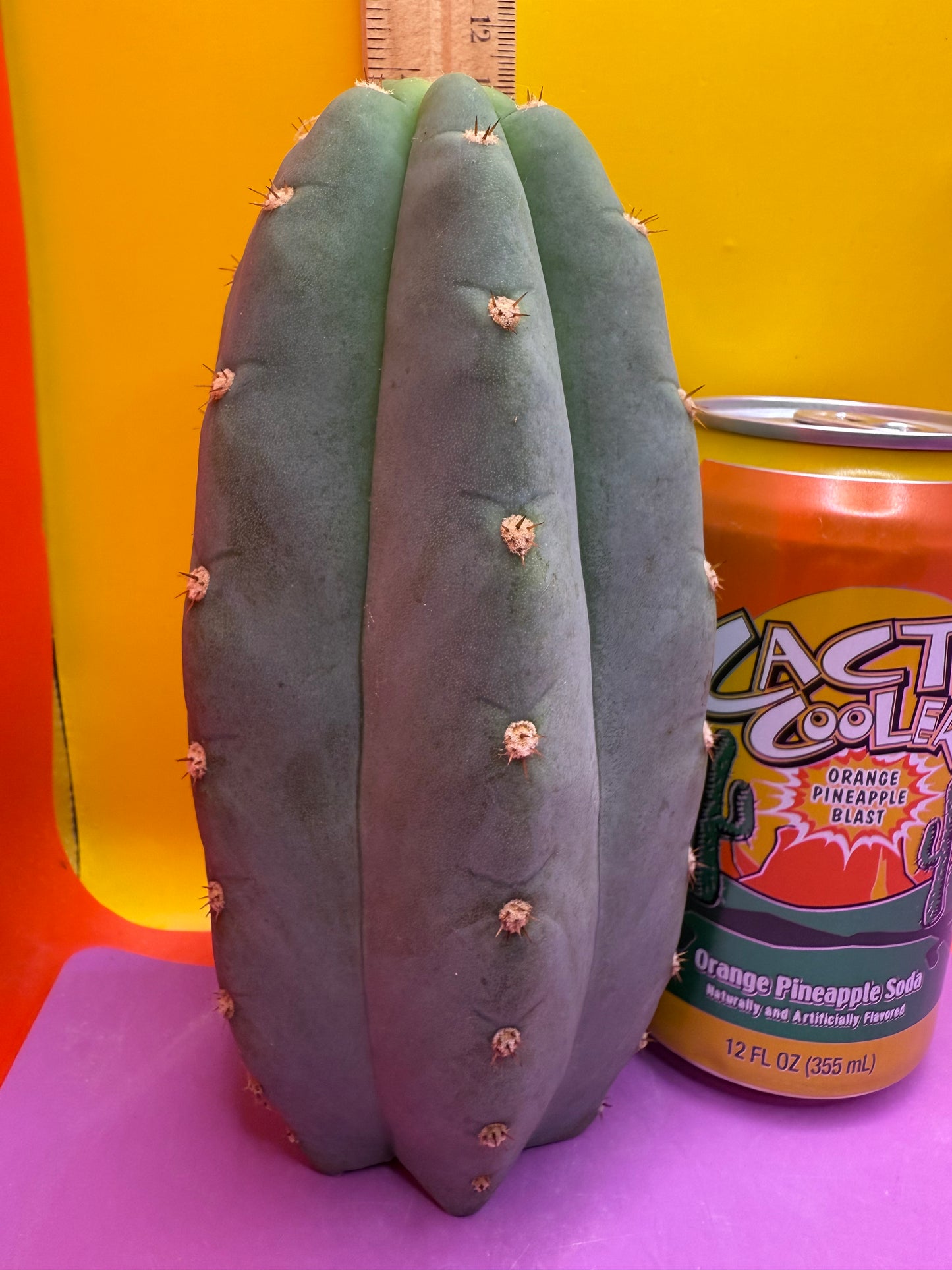 BLUE JUULES GIANT !