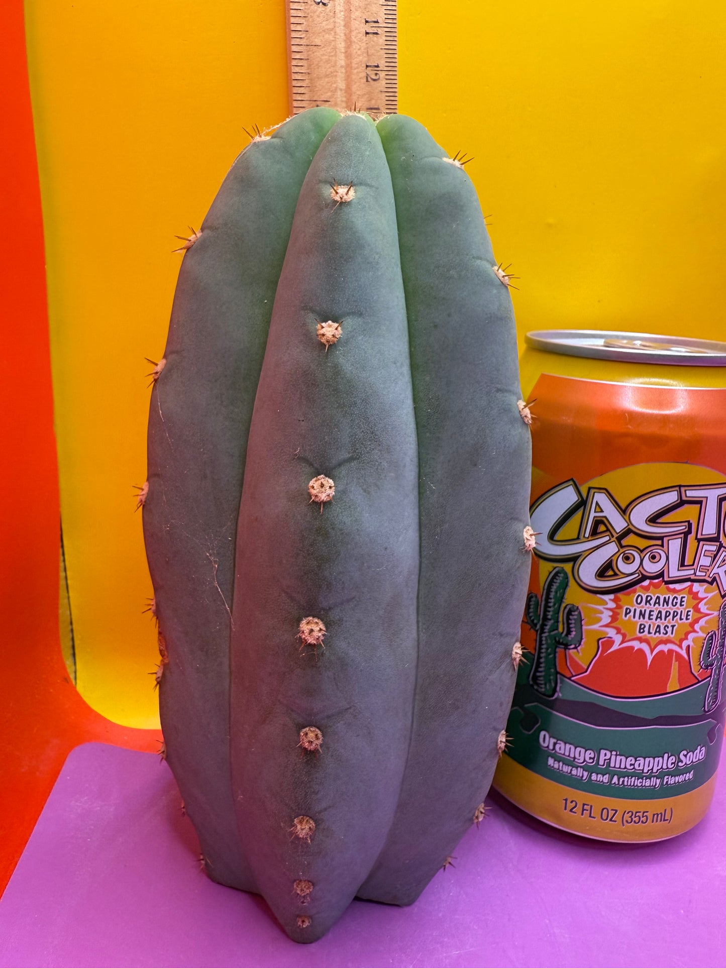 BLUE JUULES GIANT !
