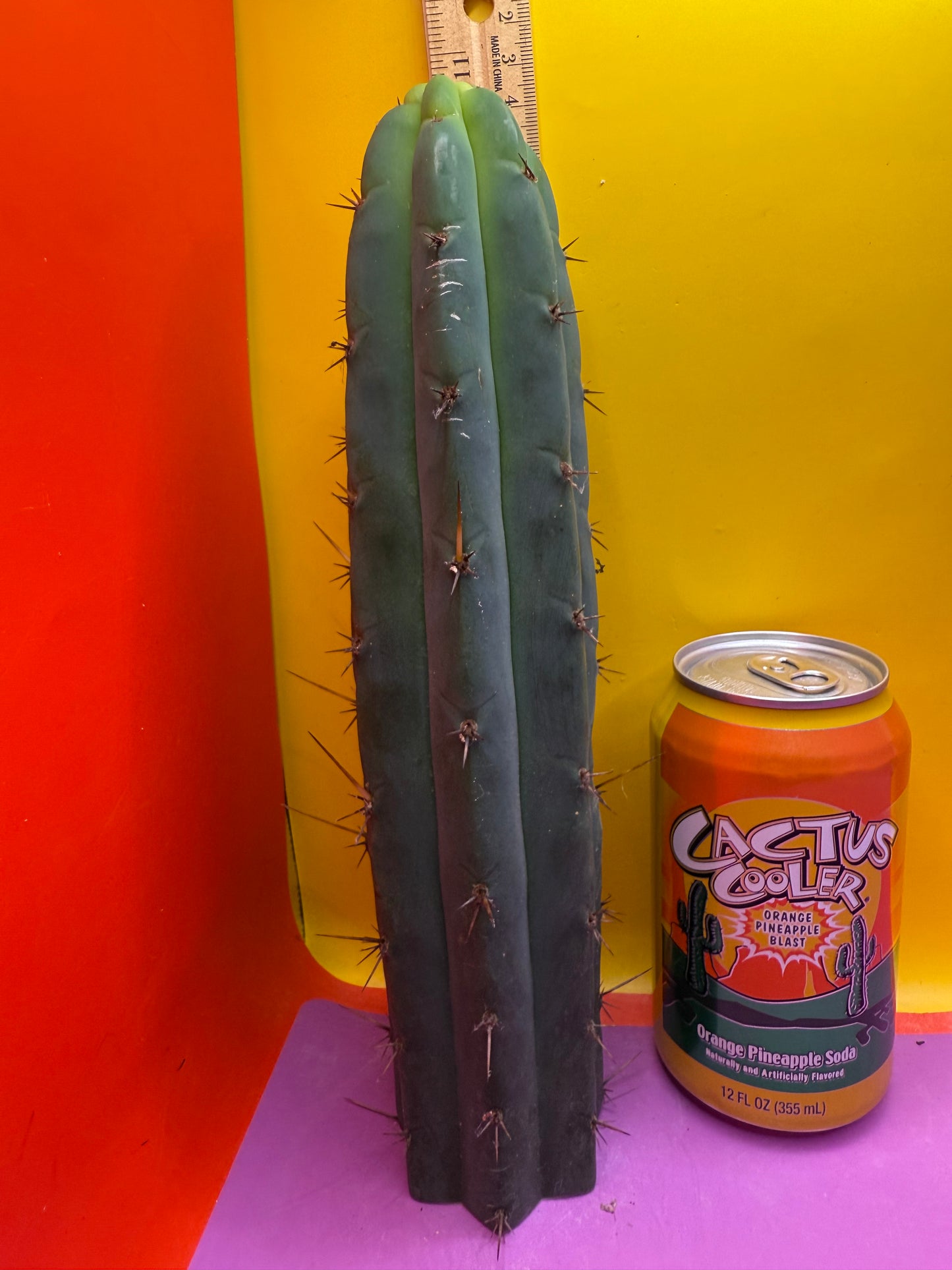 Bridgesii cactus cutting - this exact one