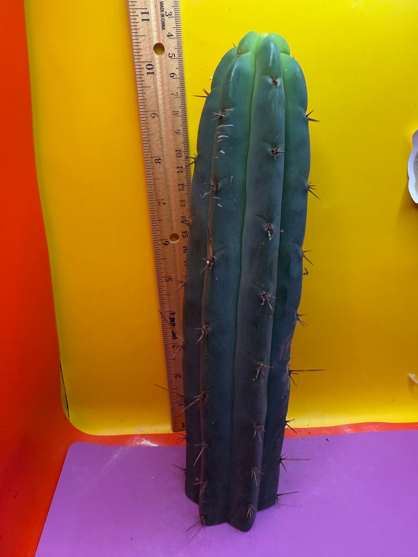 Bridgesii cactus cutting - this exact one