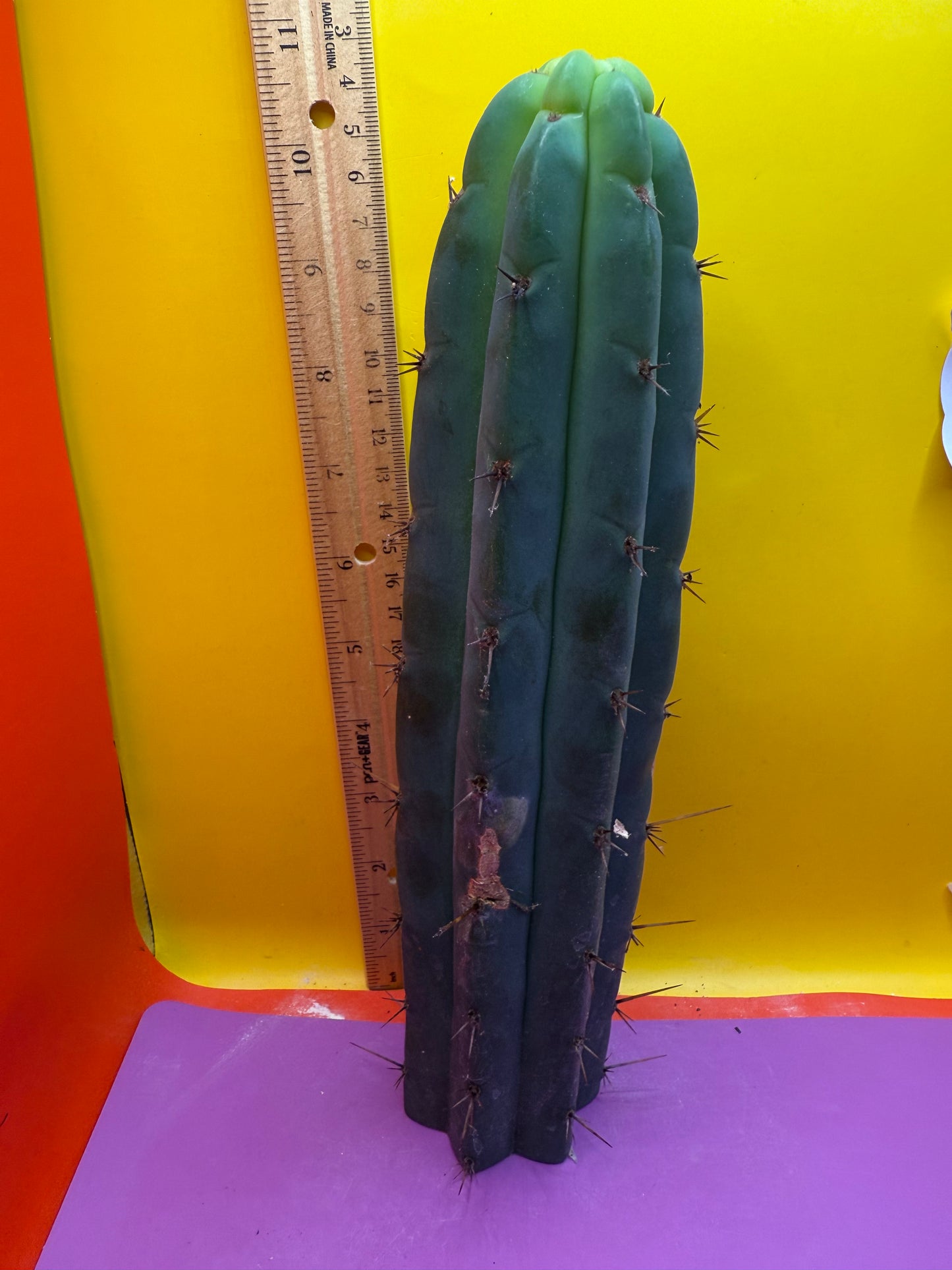 Bridgesii cactus cutting - this exact one