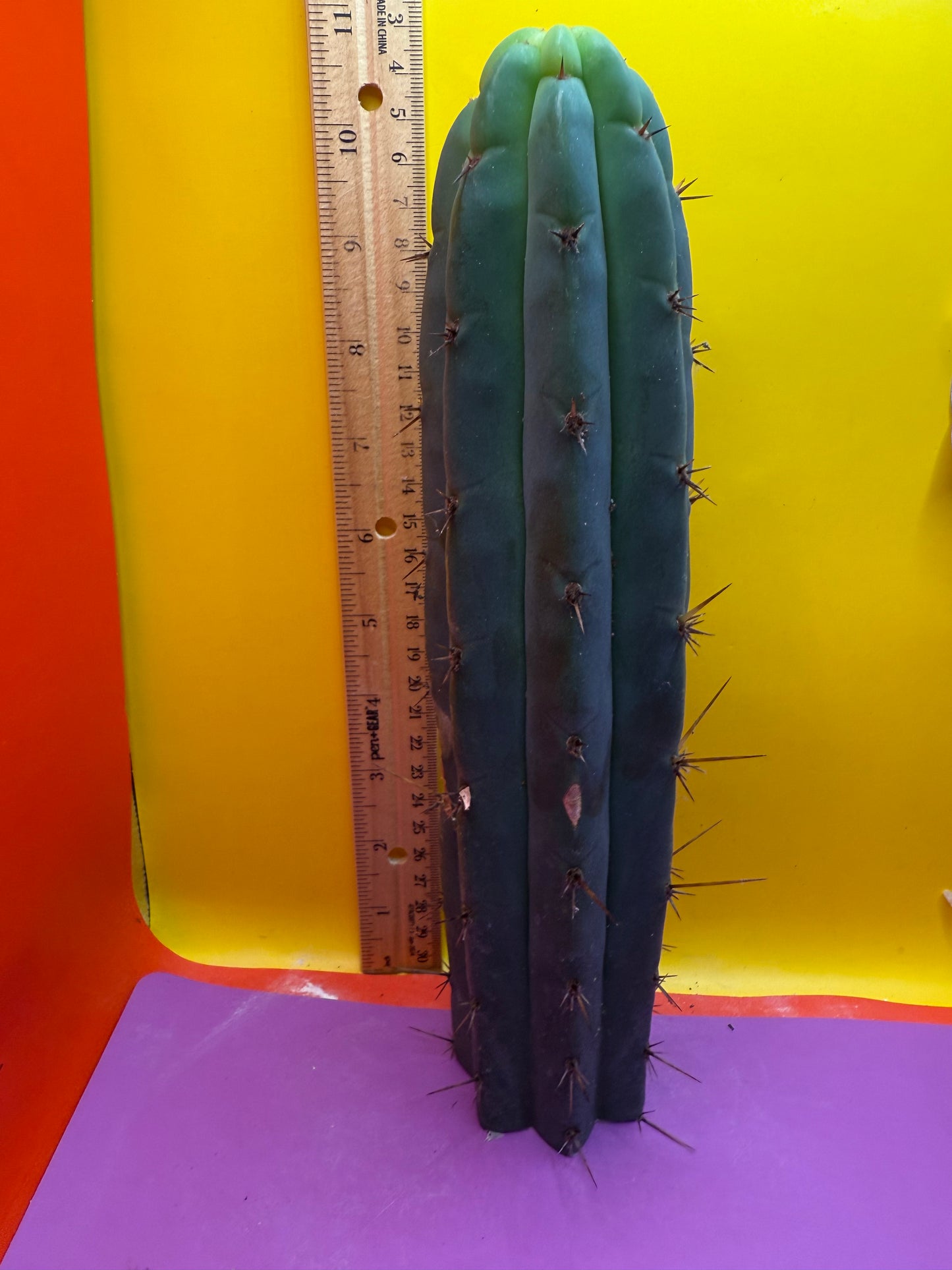 Bridgesii cactus cutting - this exact one
