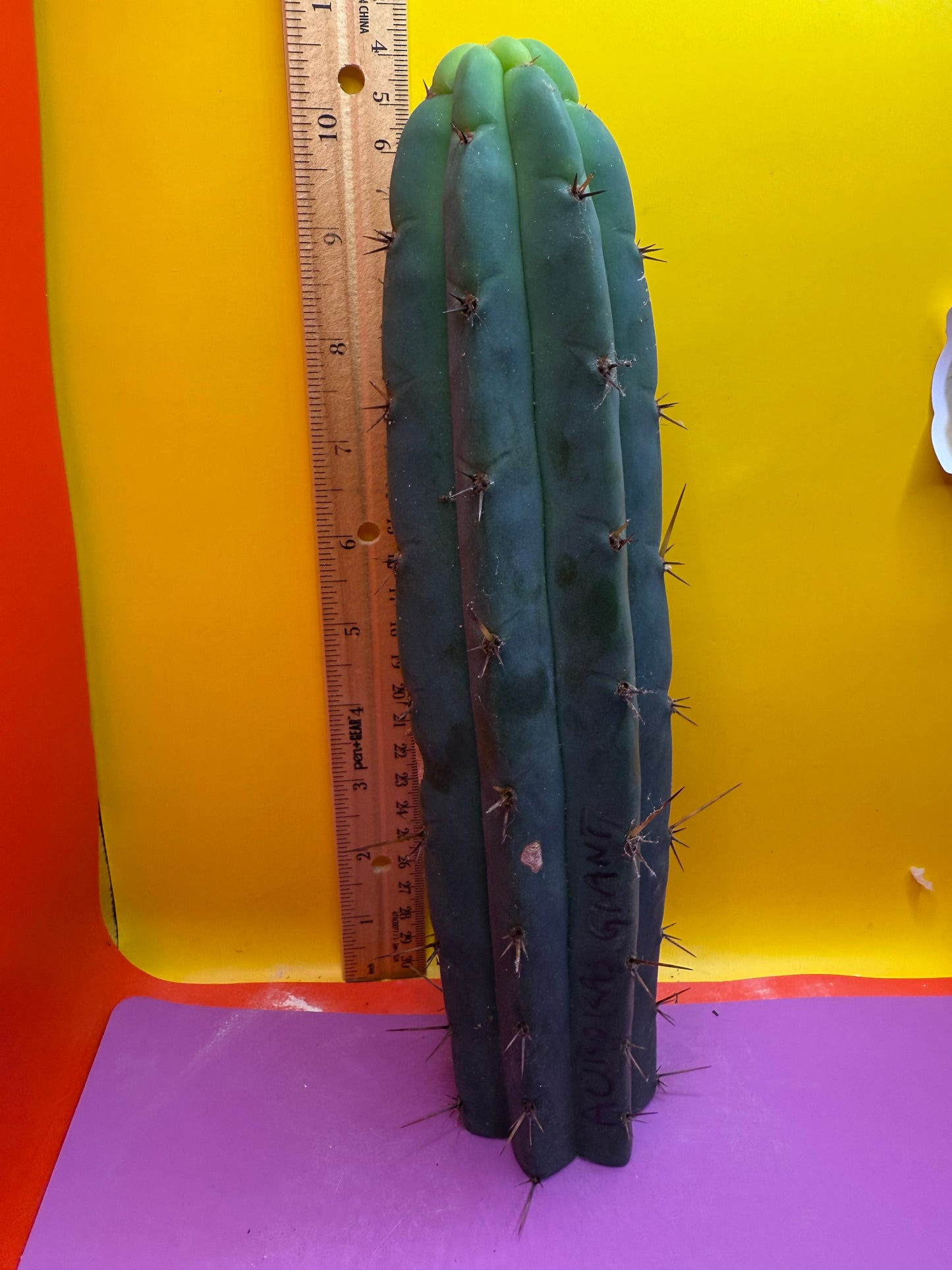 Bridgesii cactus cutting - this exact one
