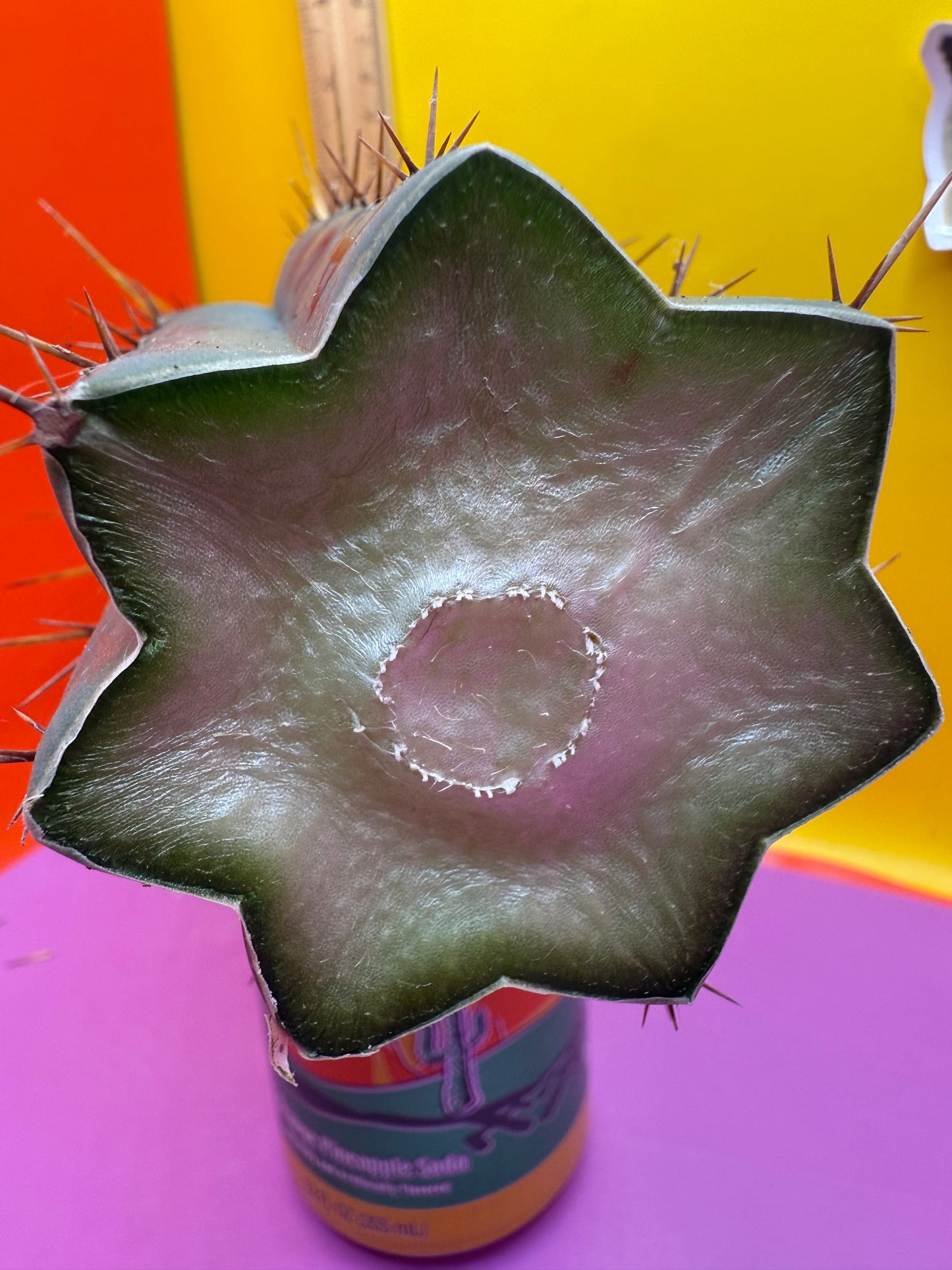 Bridgesii cactus cutting - this exact one