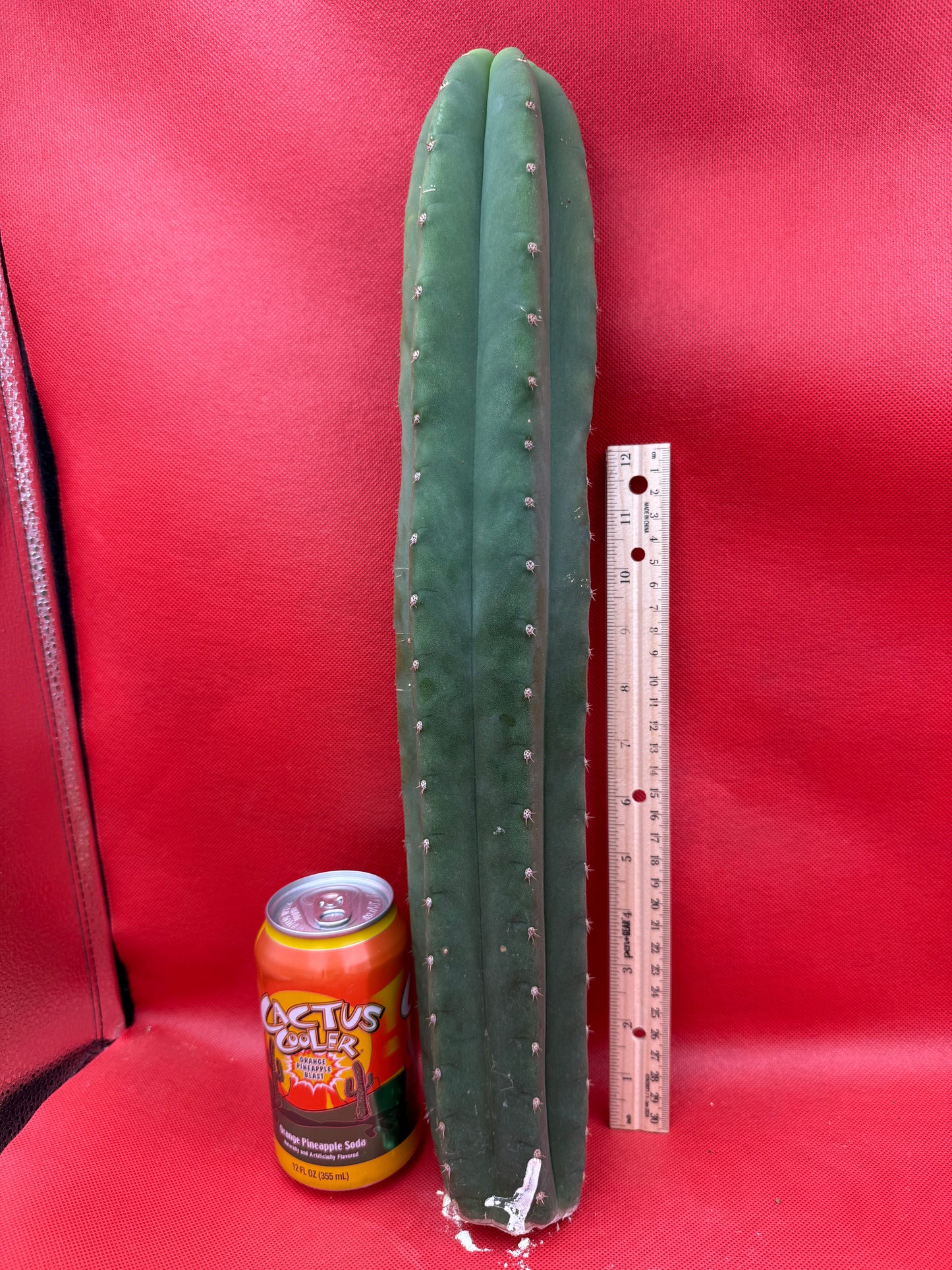 Cahuilla cactus- Super big !