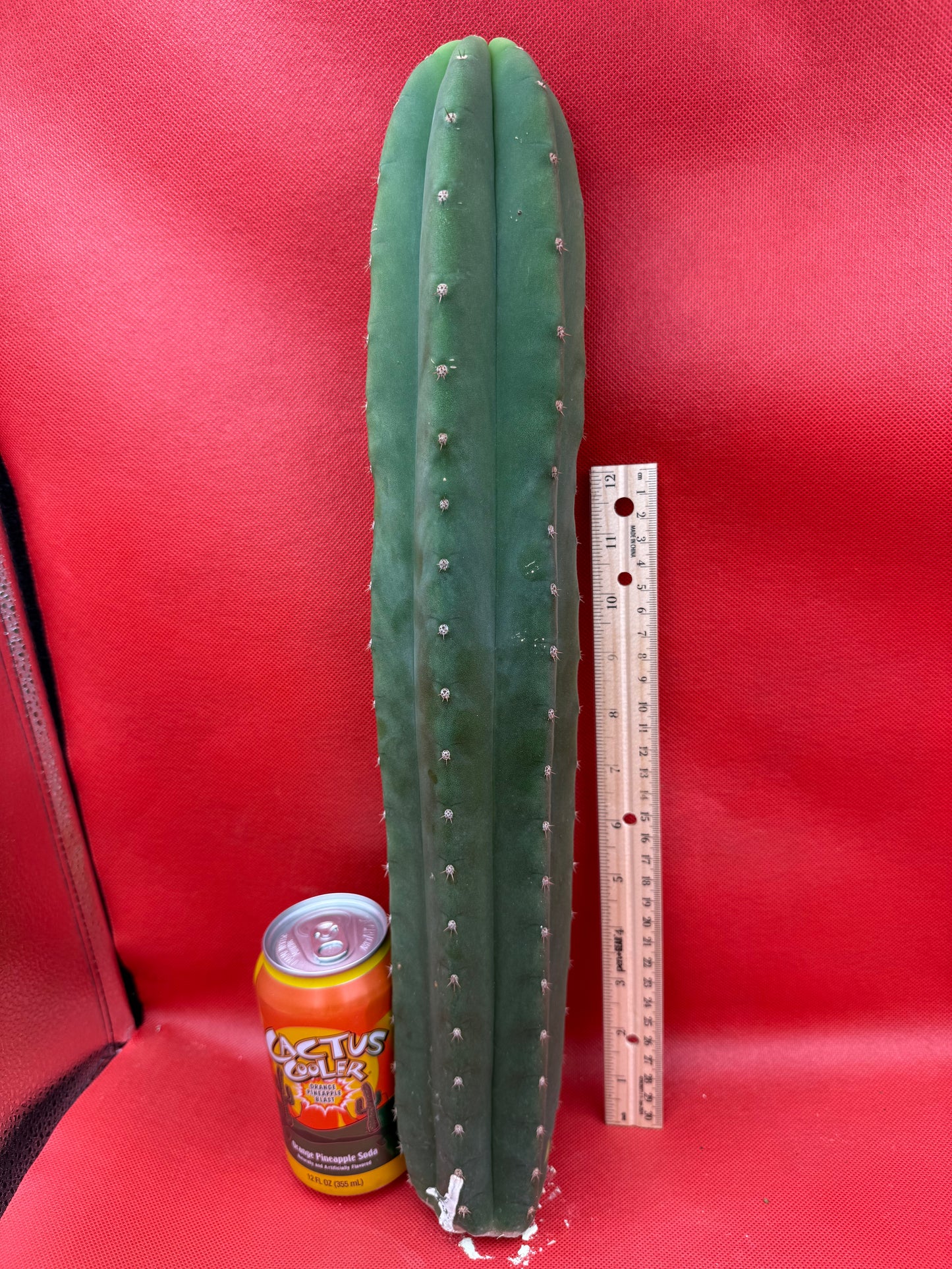 Cahuilla cactus- Super big !