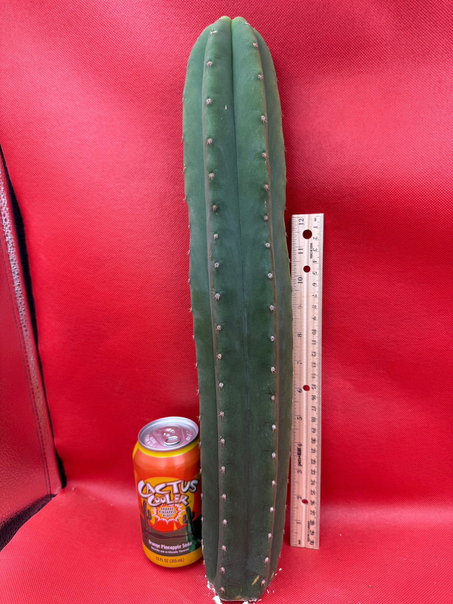 Cahuilla cactus- Super big !