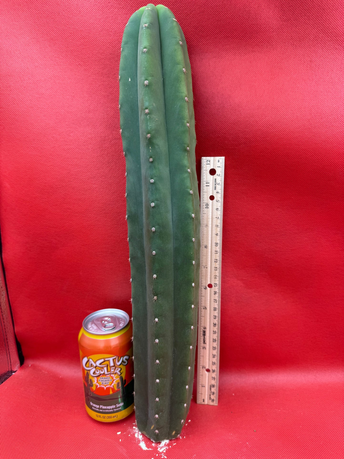 Cahuilla cactus- Super big !