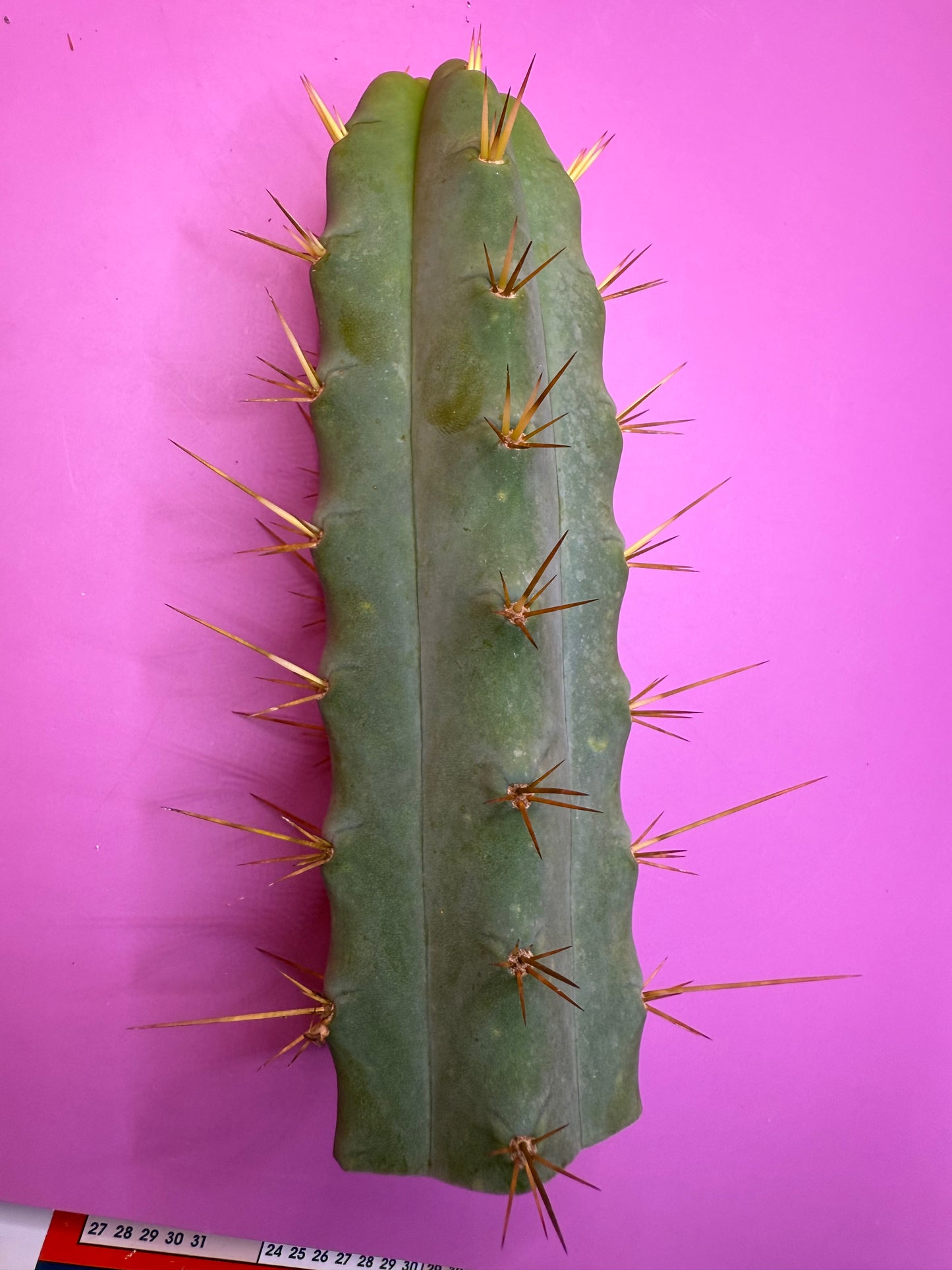 Ss02 cactus cutting