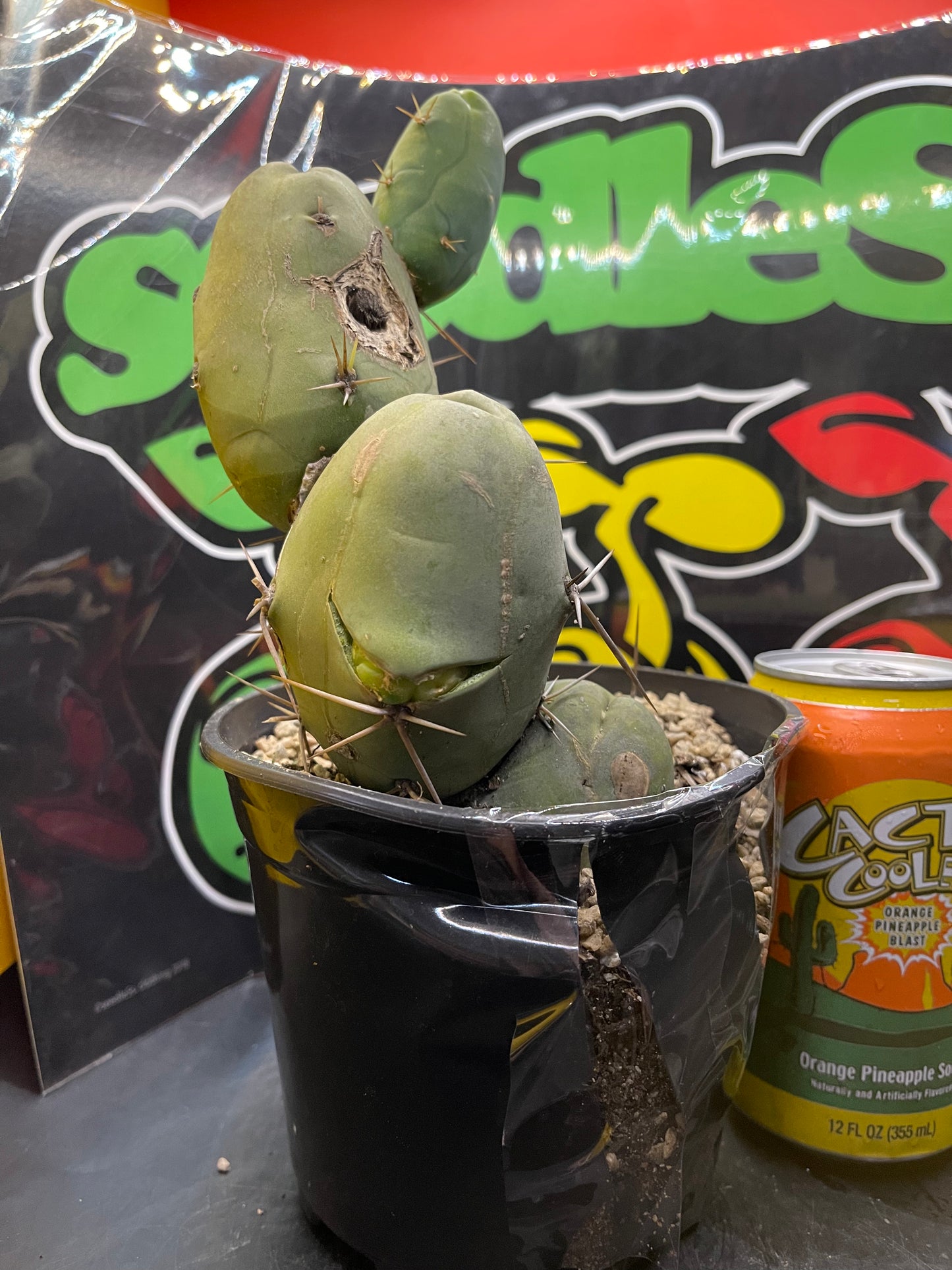 Tbm CACTUS !!!