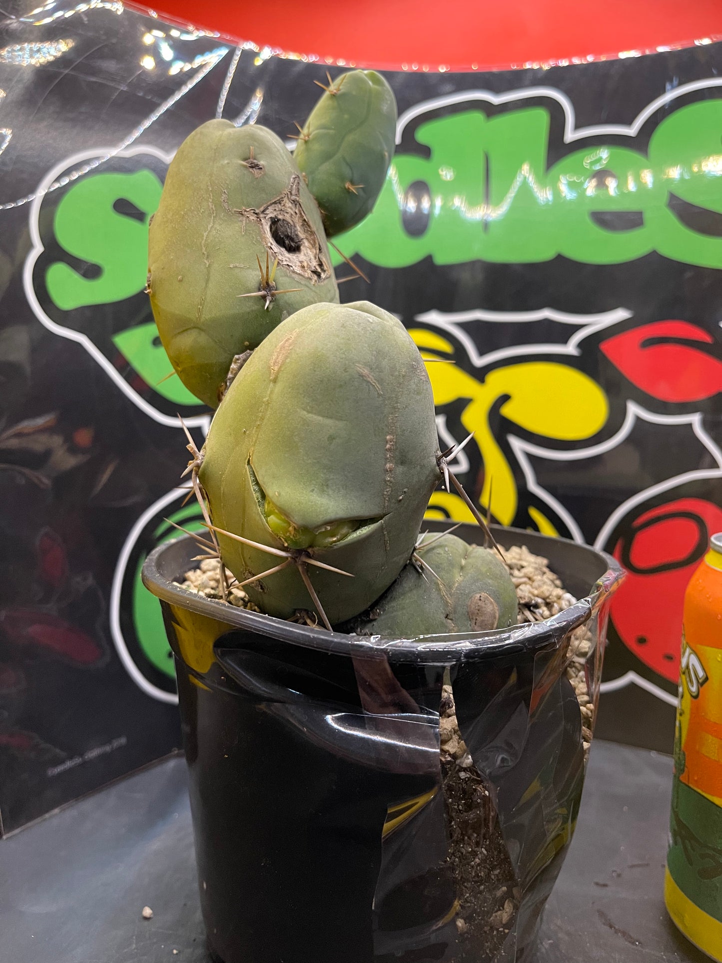 Tbm CACTUS !!!