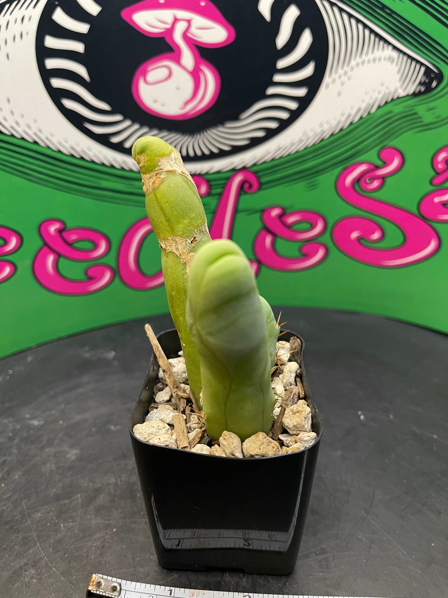 TBM cactus