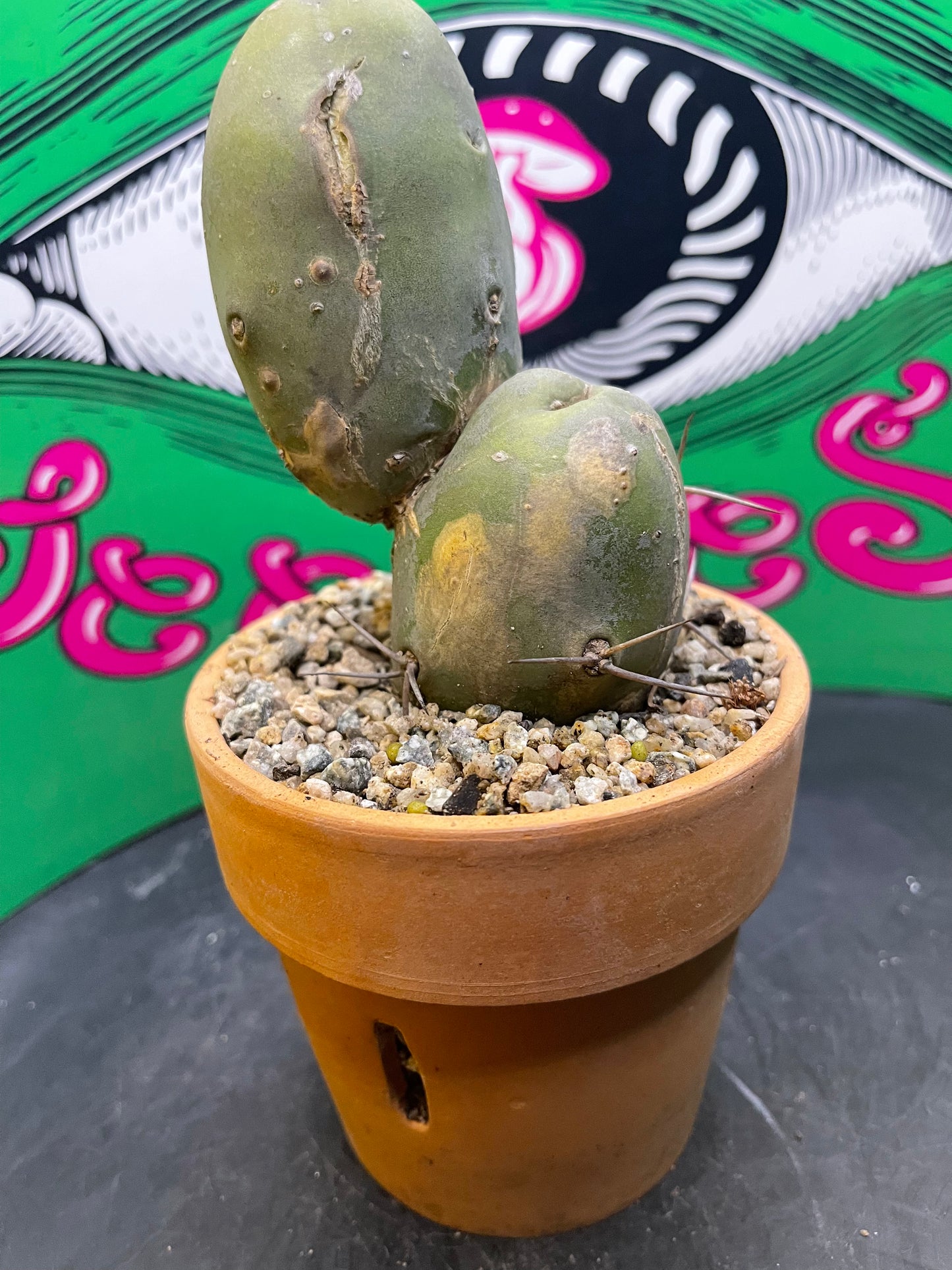 Terra cotta pot w/ Tbm
