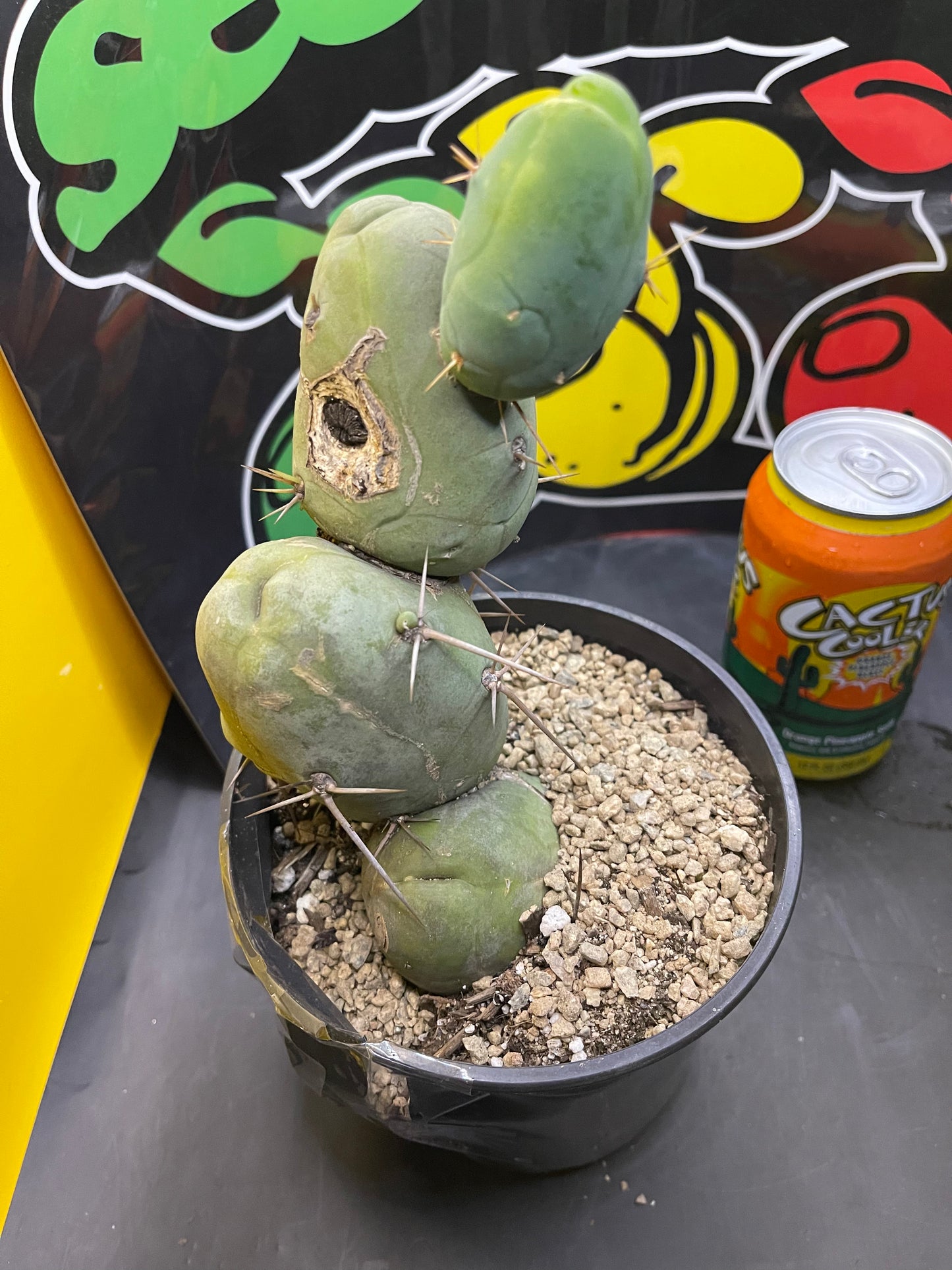 Tbm CACTUS !!!