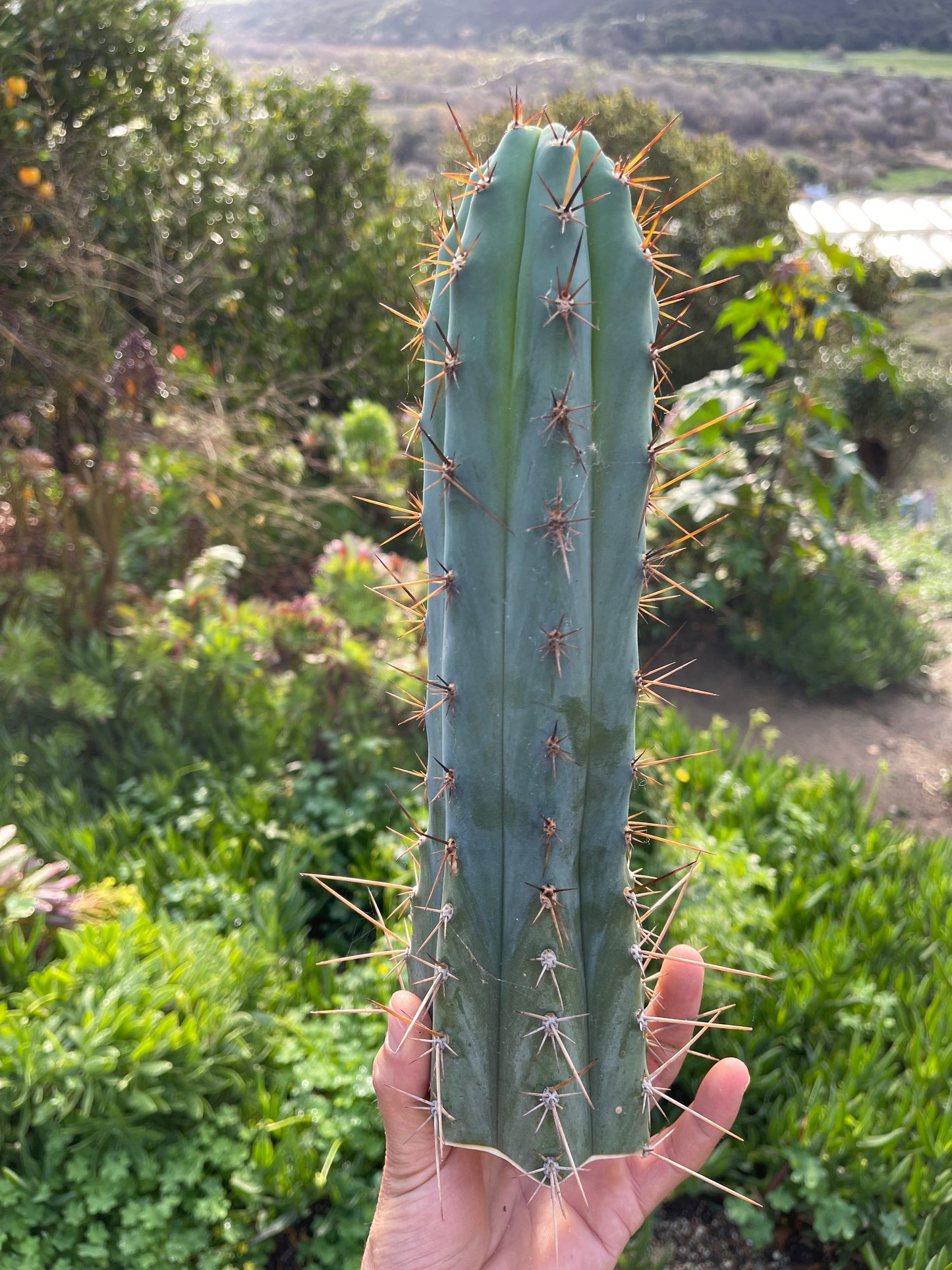 Spicy 🌶️ Spiky San Pedro TRICHOCEREUS PERUVIANUS