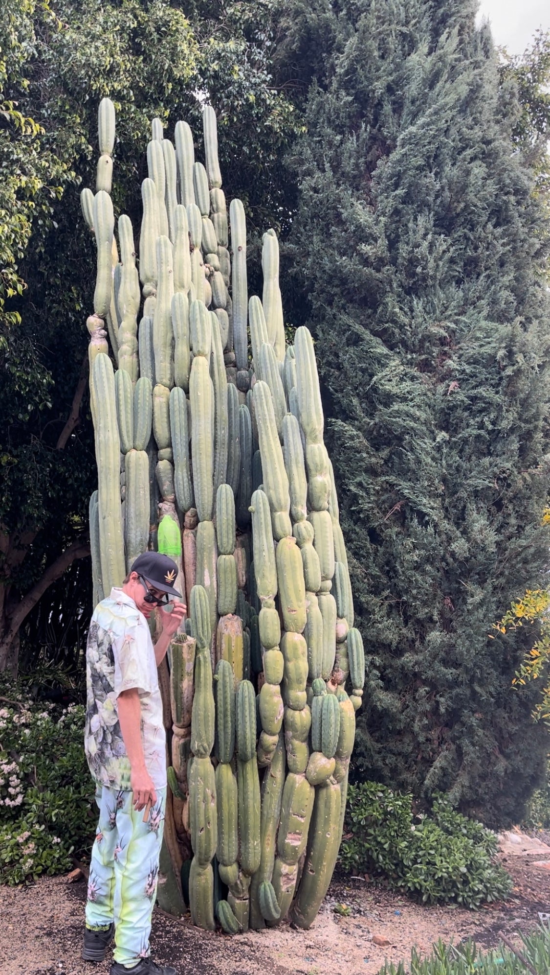 CACTUS PANTS - real cactus !!!