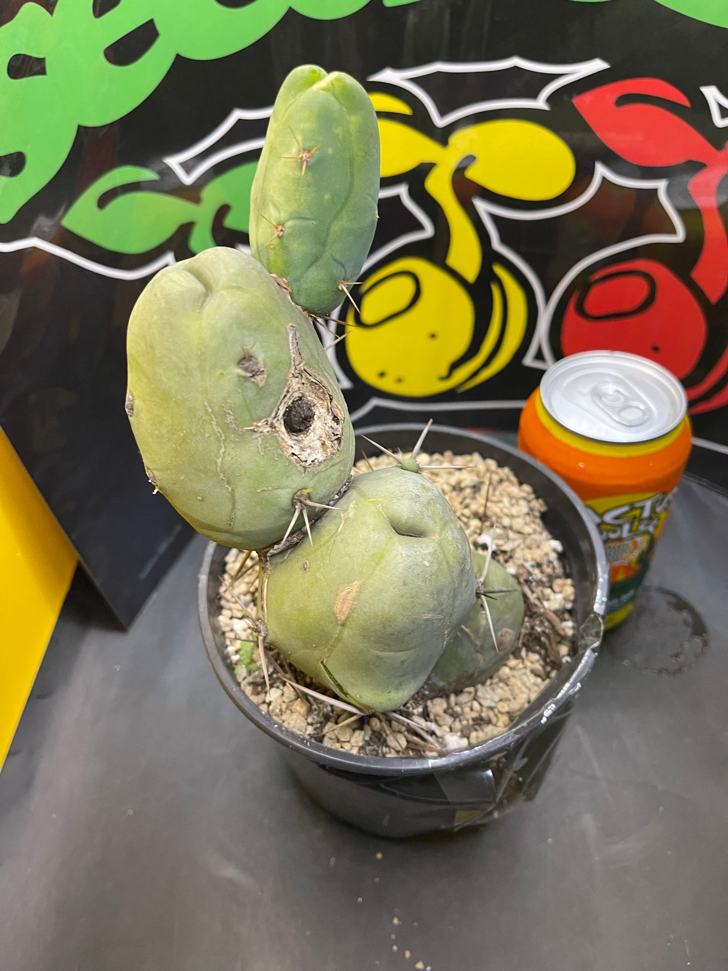 Tbm CACTUS !!!