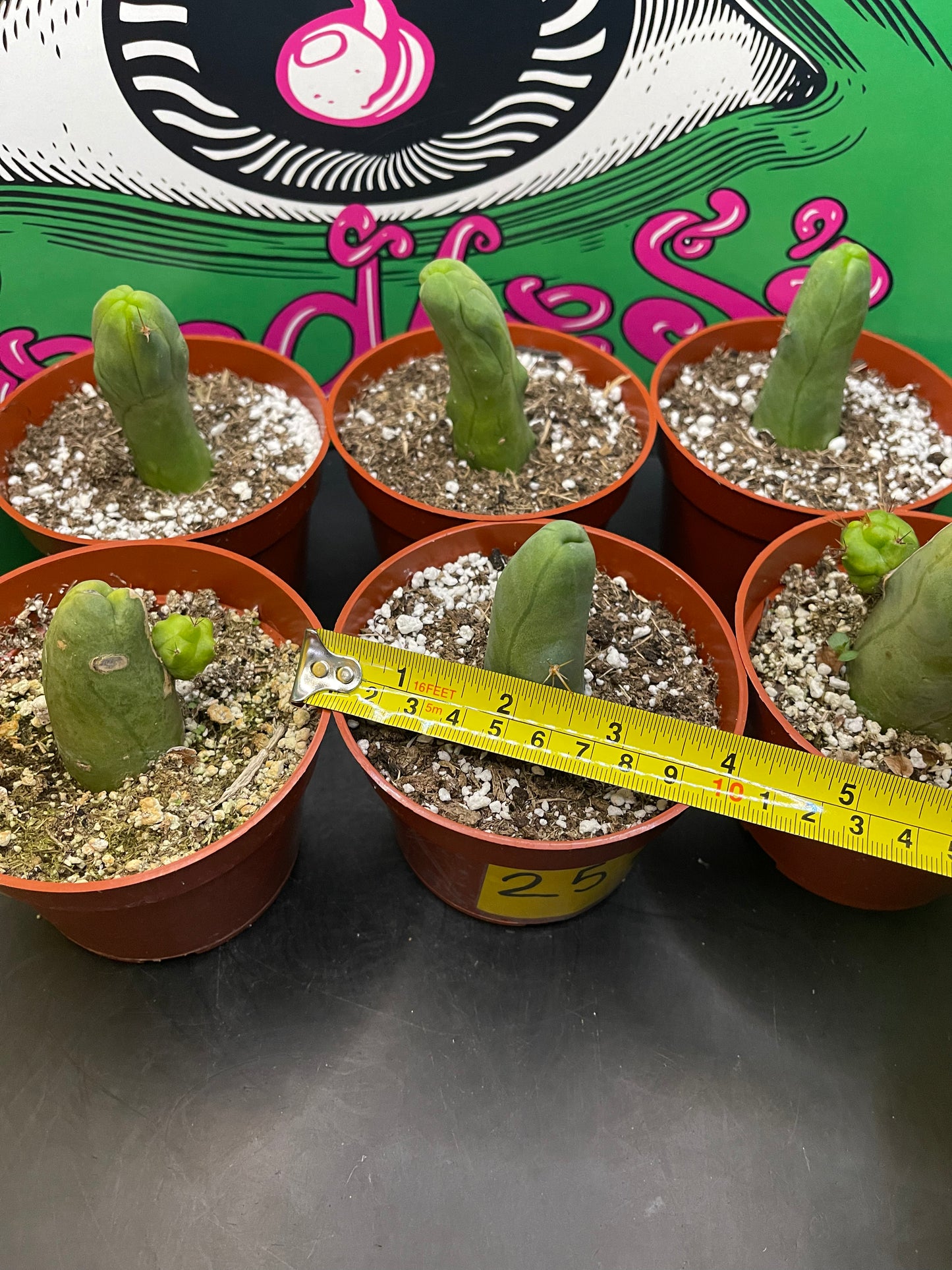 Tbm ! 4” pot