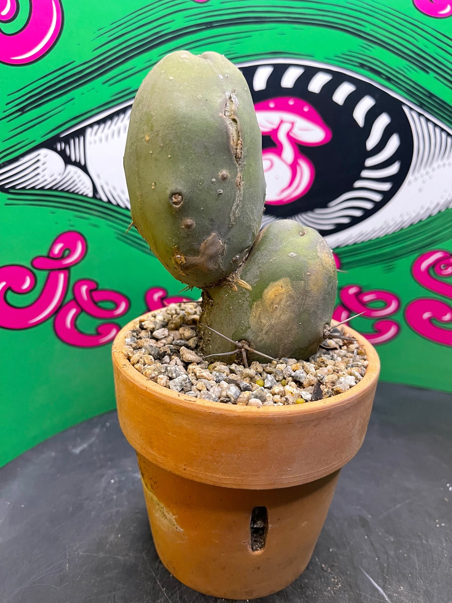 Terra cotta pot w/ Tbm