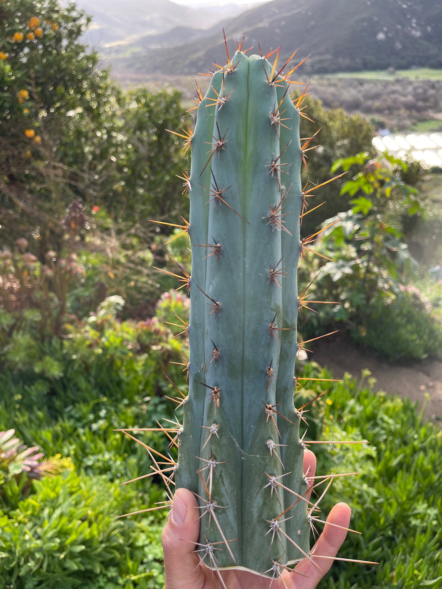 Spicy 🌶️ Spiky San Pedro TRICHOCEREUS PERUVIANUS