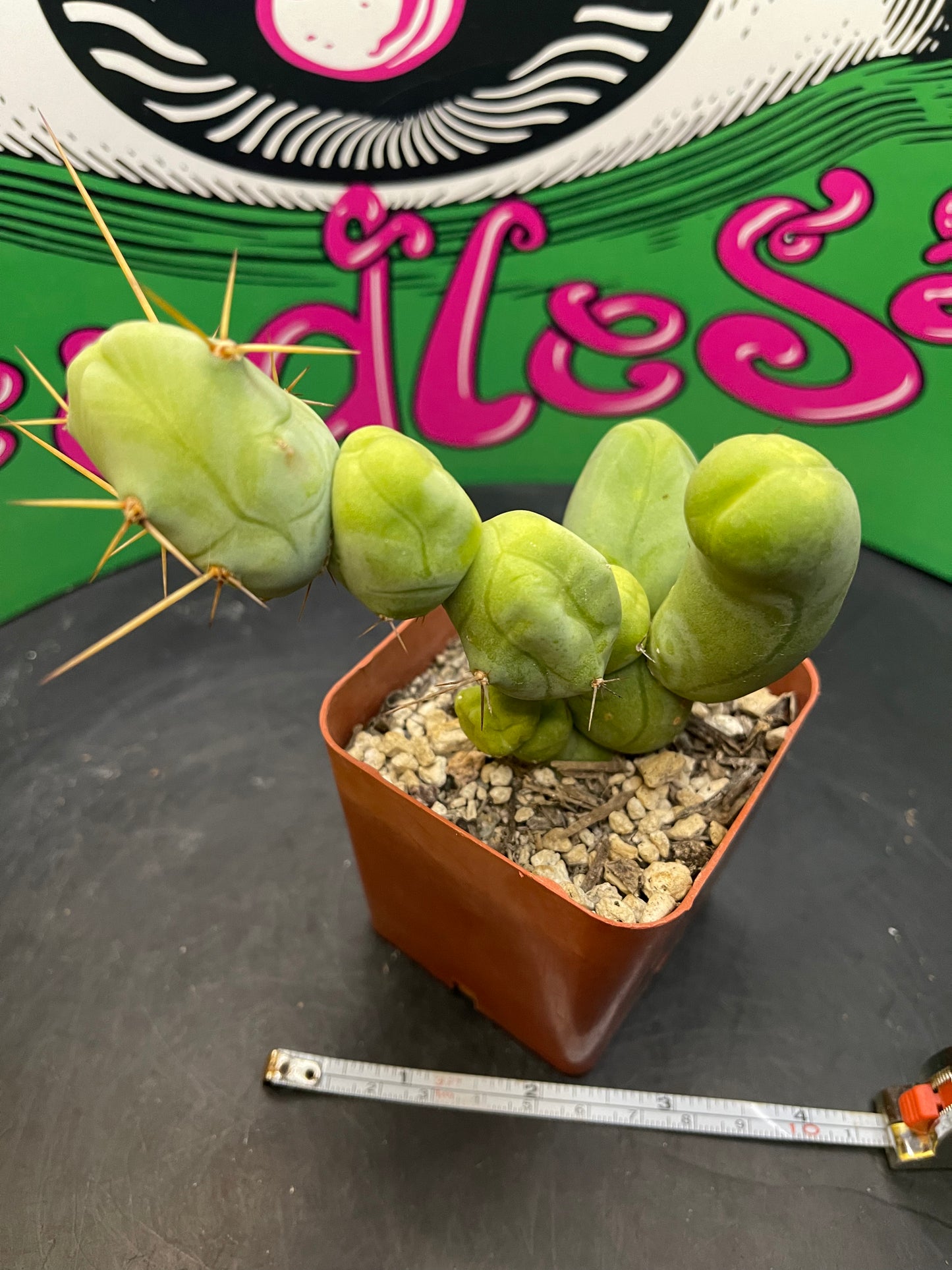 Trichocereus Bridgesii monstrose