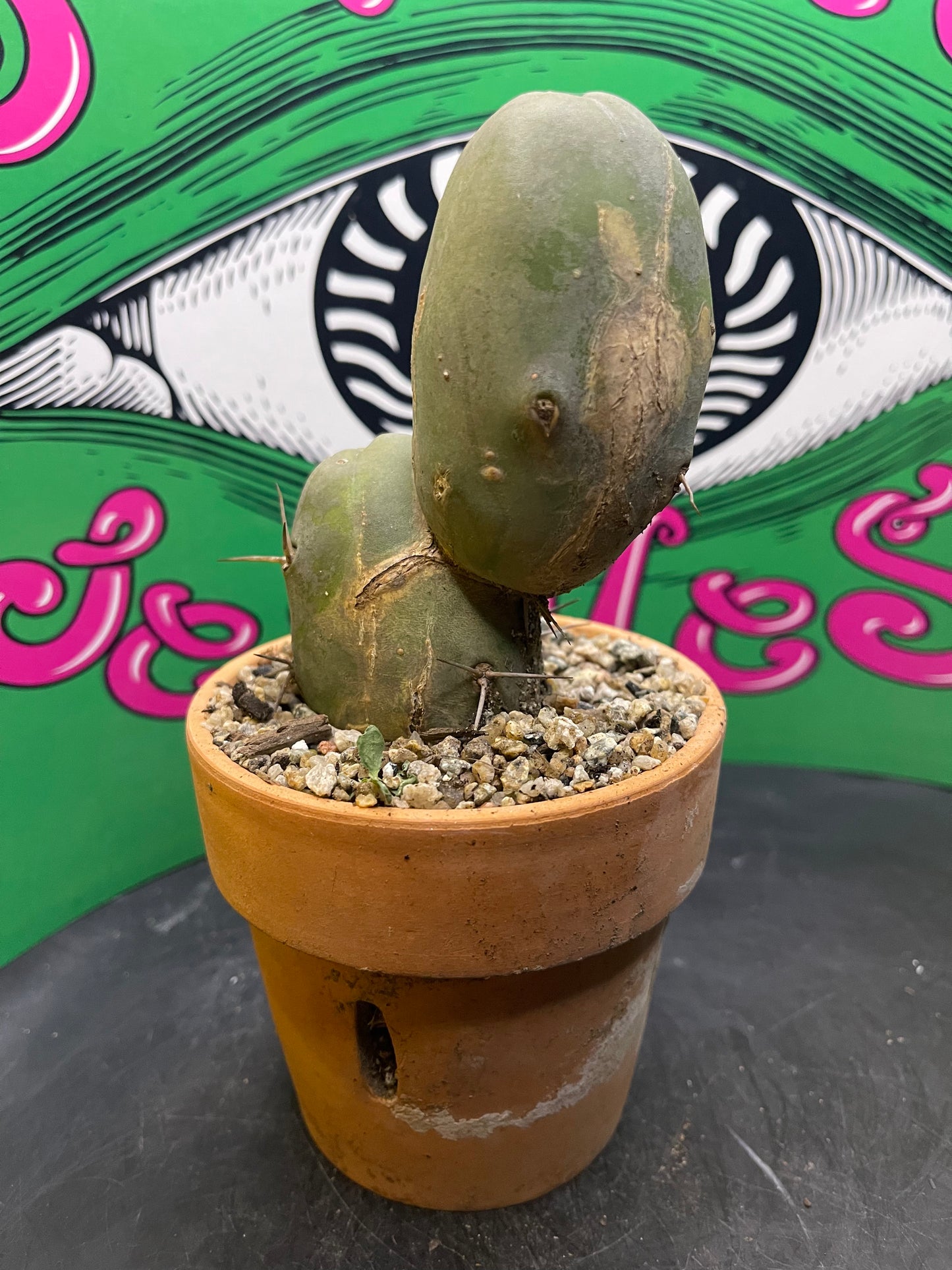 Terra cotta pot w/ Tbm