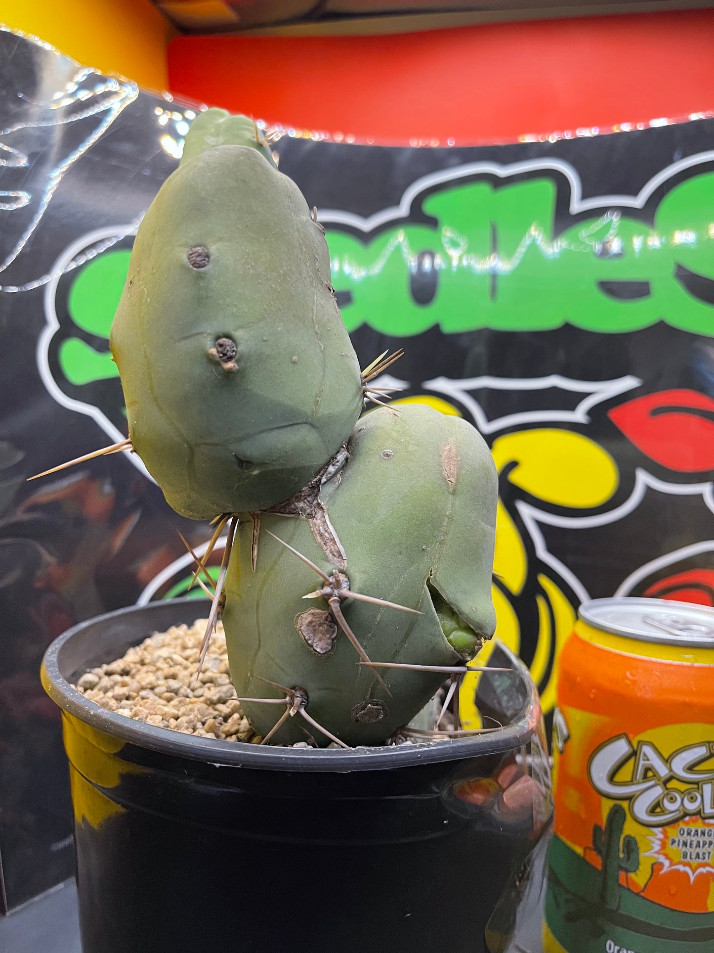 Tbm CACTUS !!!