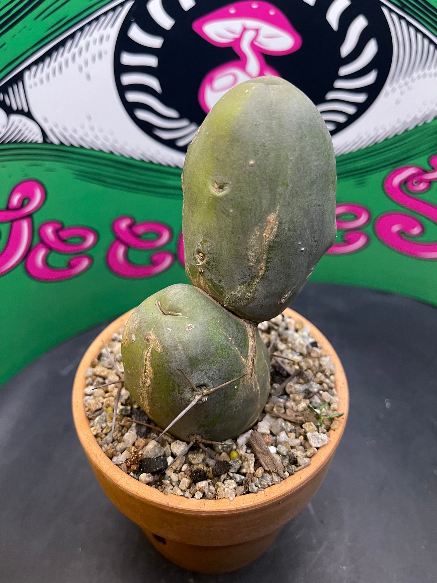 Terra cotta pot w/ Tbm