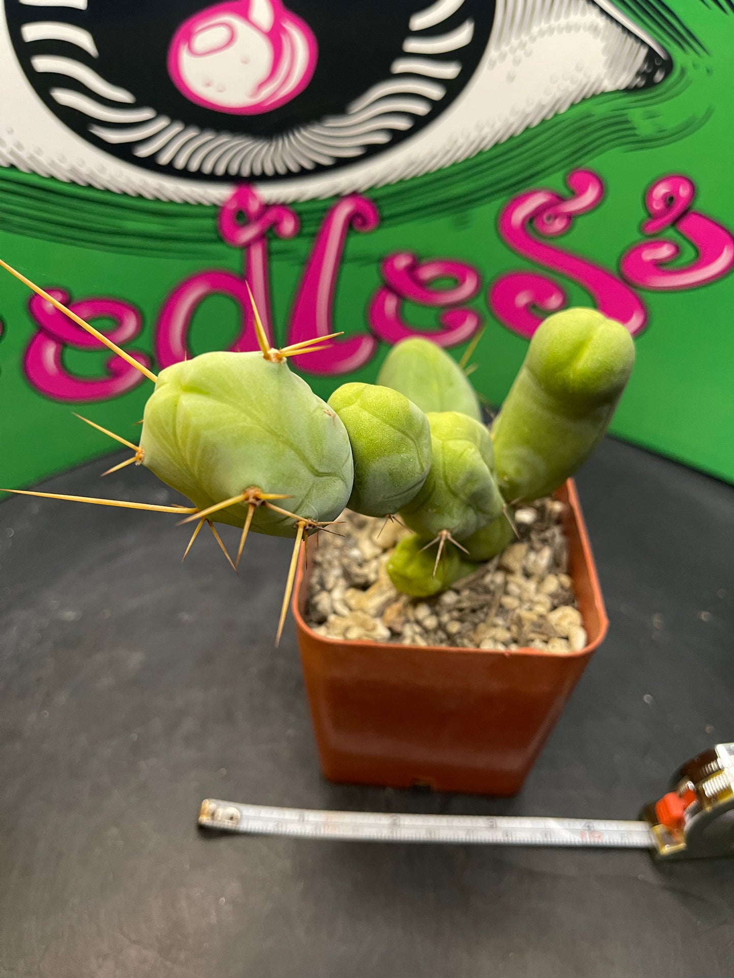 Trichocereus Bridgesii monstrose