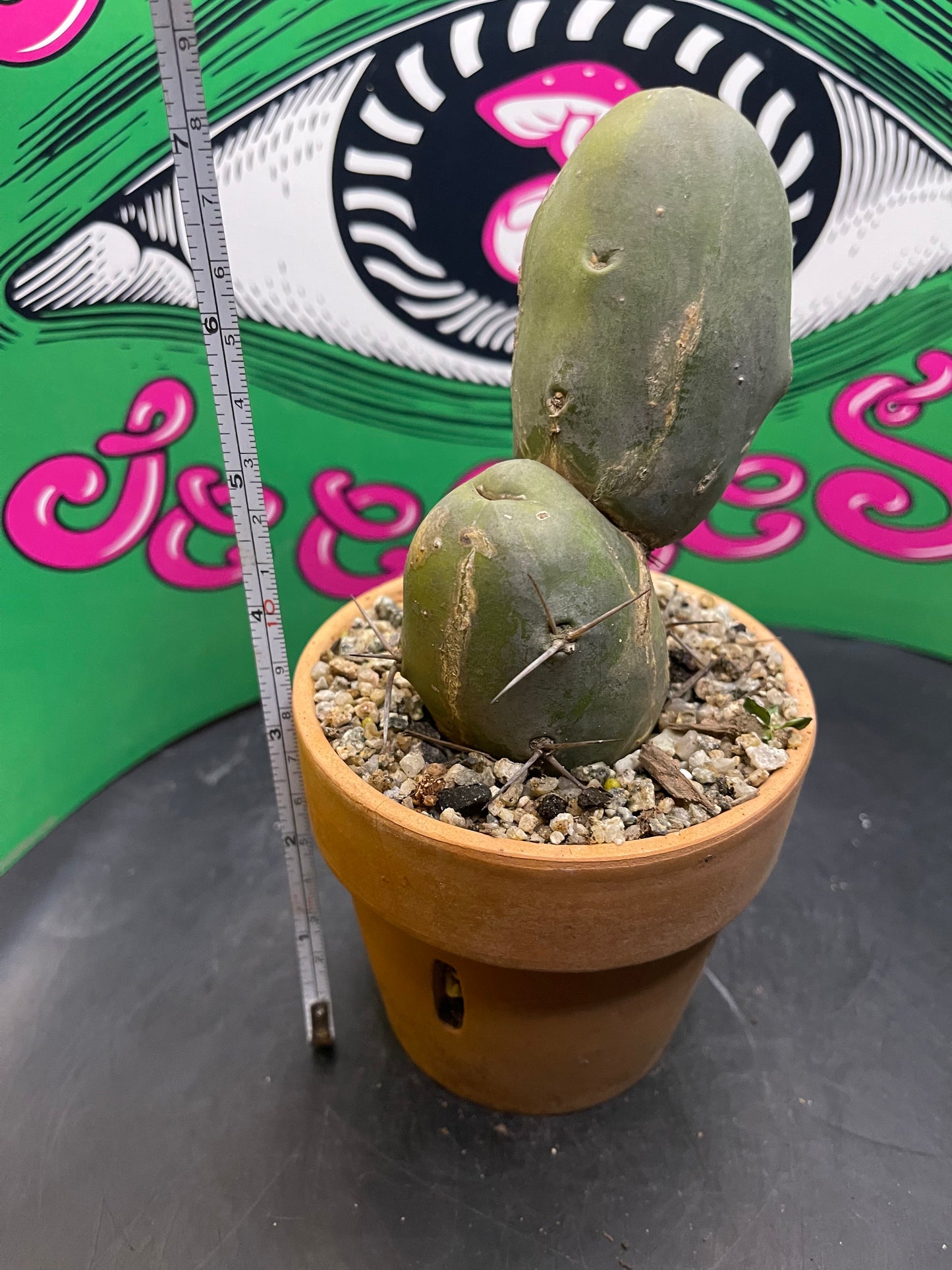 Terra cotta pot w/ Tbm