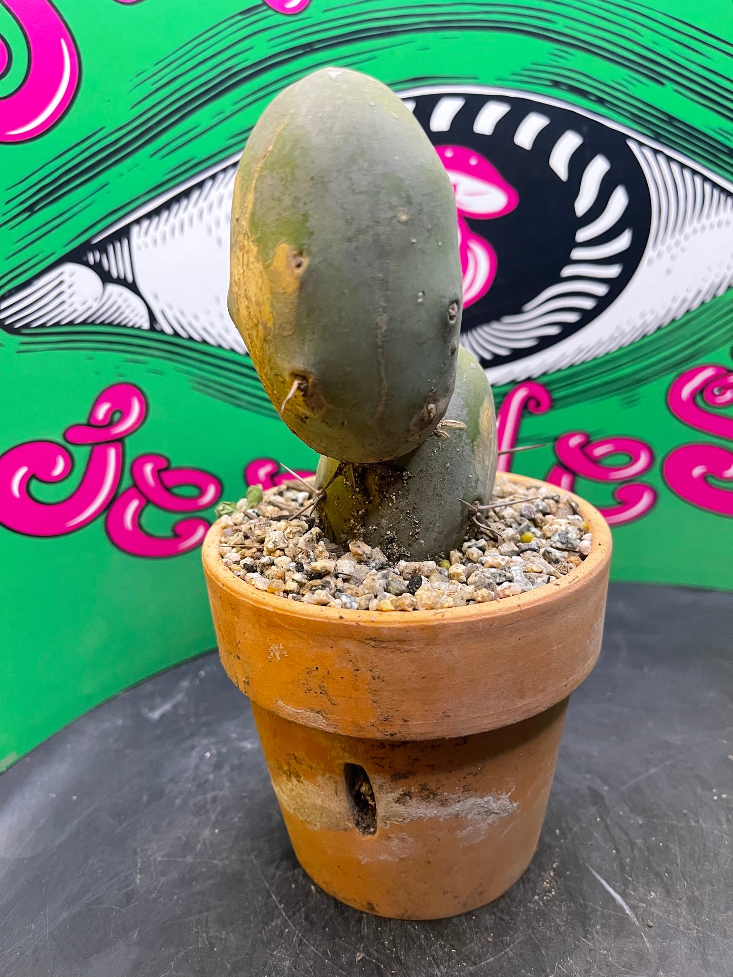 Terra cotta pot w/ Tbm