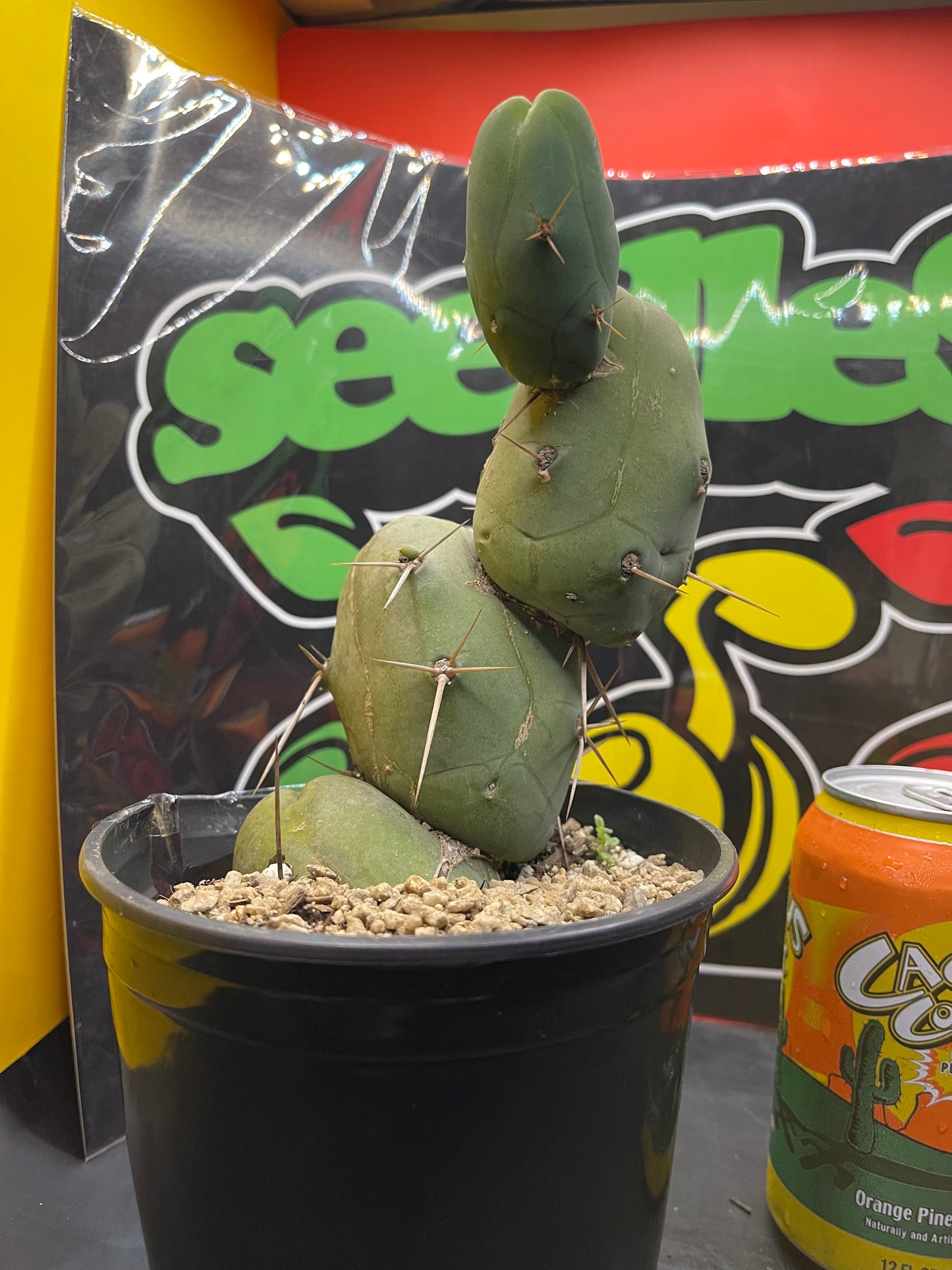 Tbm CACTUS !!!