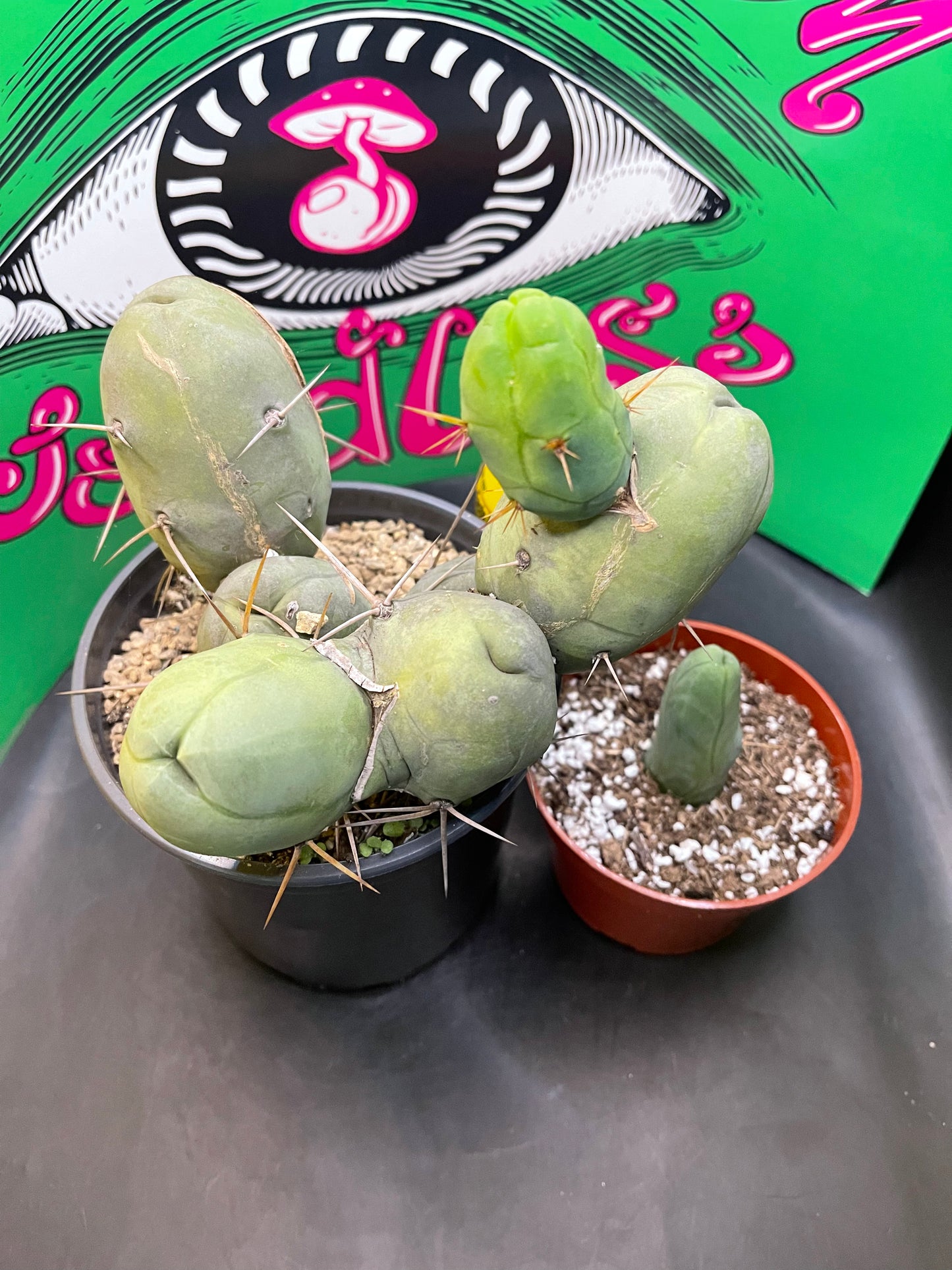 TBM - CACTUS šµ