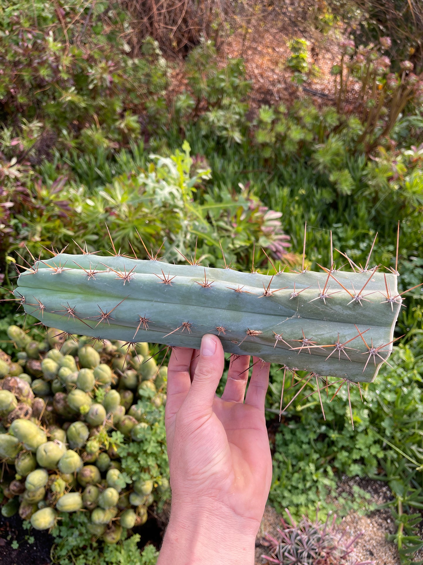 Spicy 🌶️ Spiky San Pedro TRICHOCEREUS PERUVIANUS