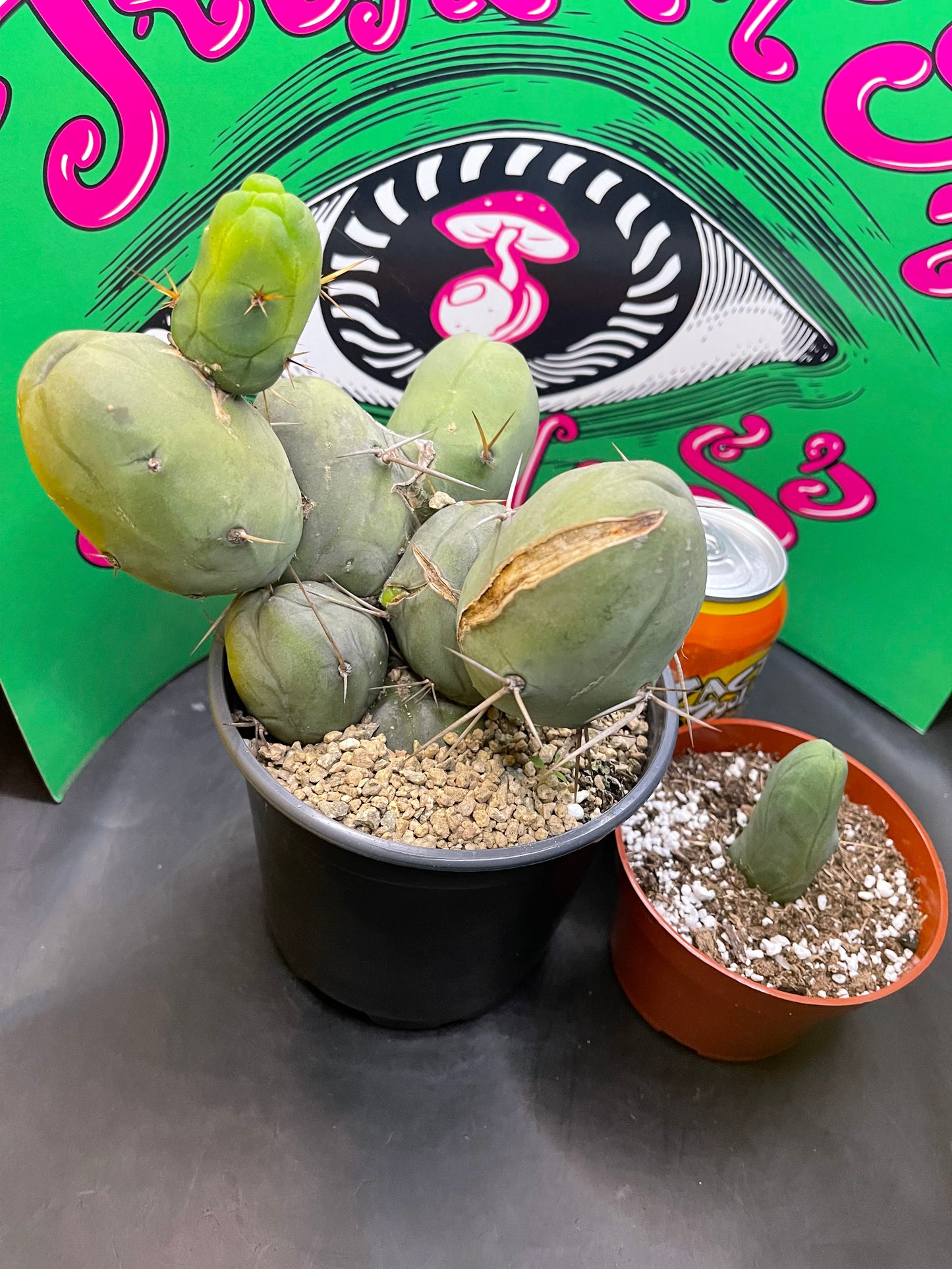 TBM - CACTUS šµ
