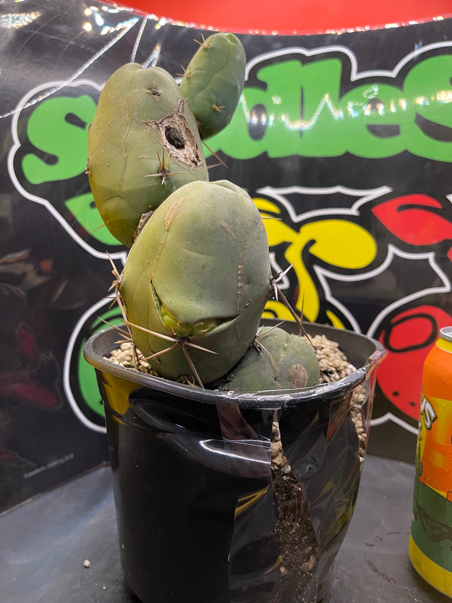 Tbm CACTUS !!!