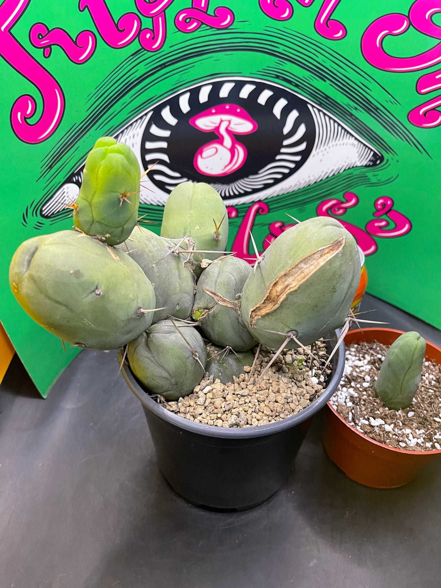 TBM - CACTUS šµ