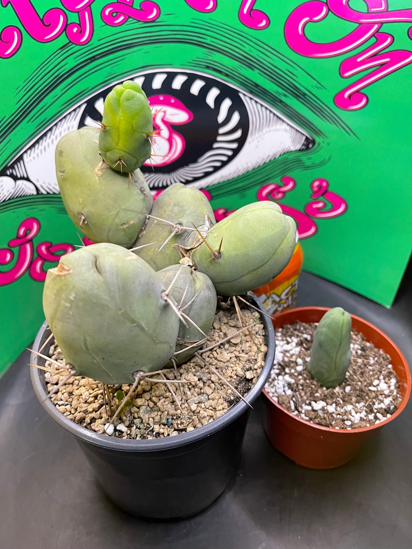 TBM - CACTUS šµ