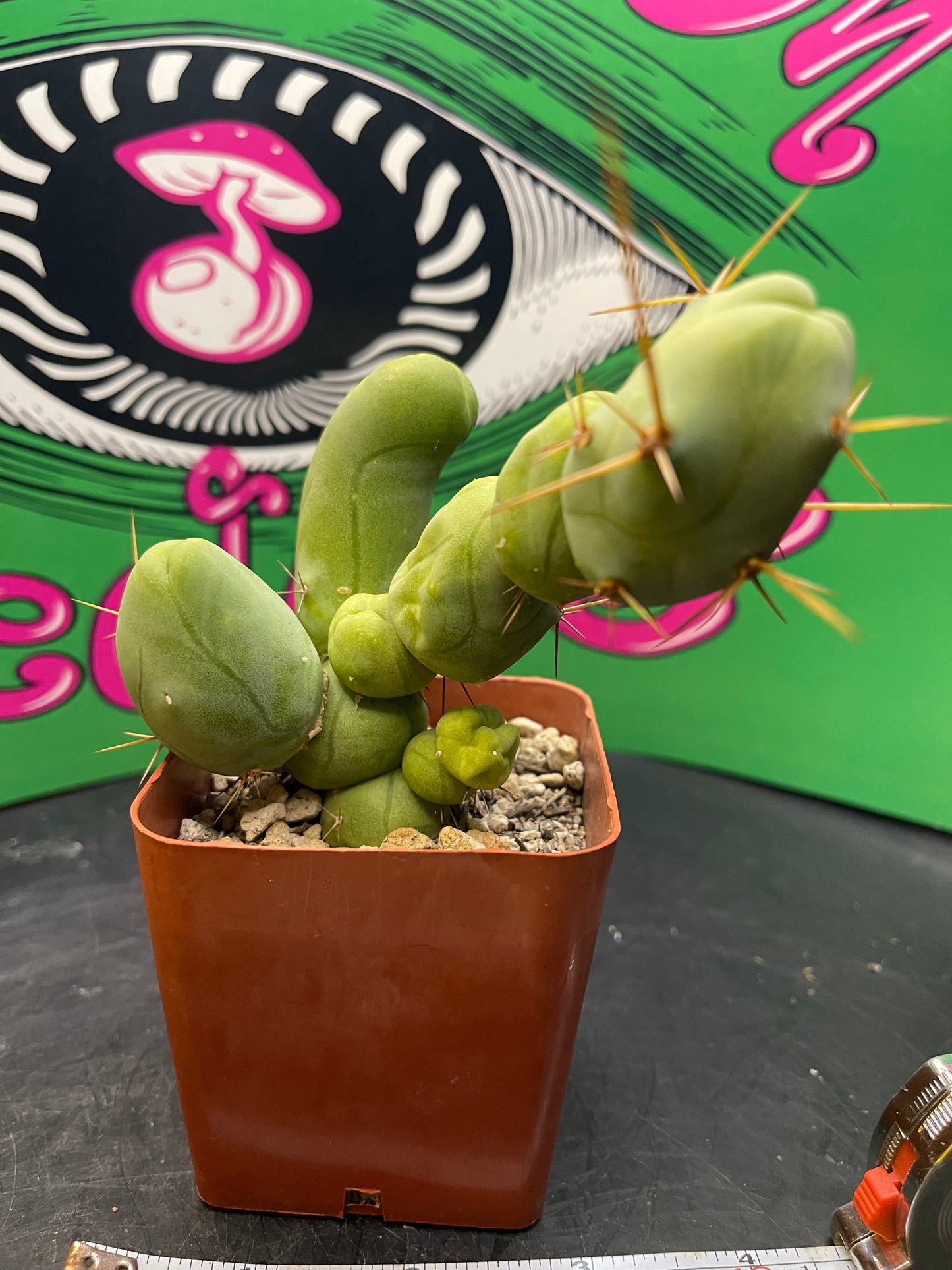 Trichocereus Bridgesii monstrose