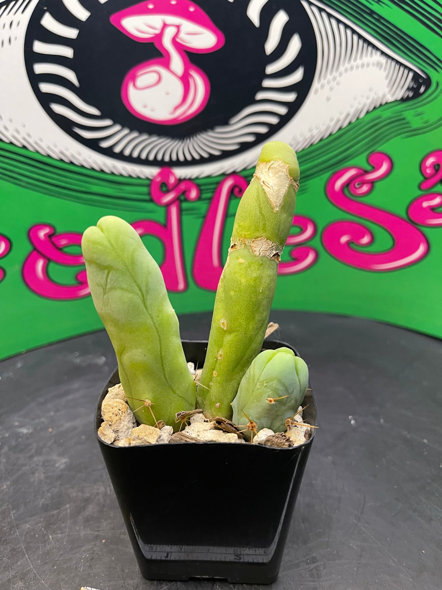 TBM cactus