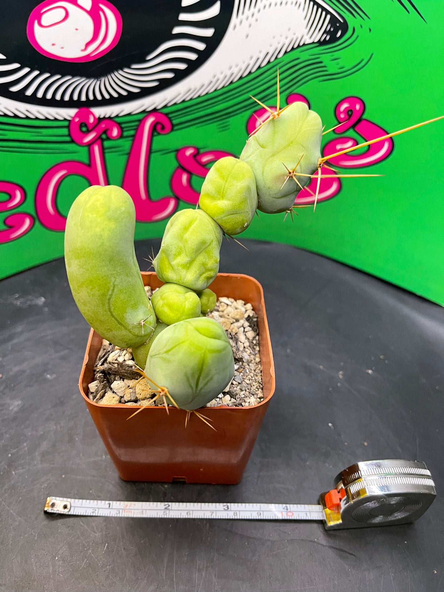 Trichocereus Bridgesii monstrose