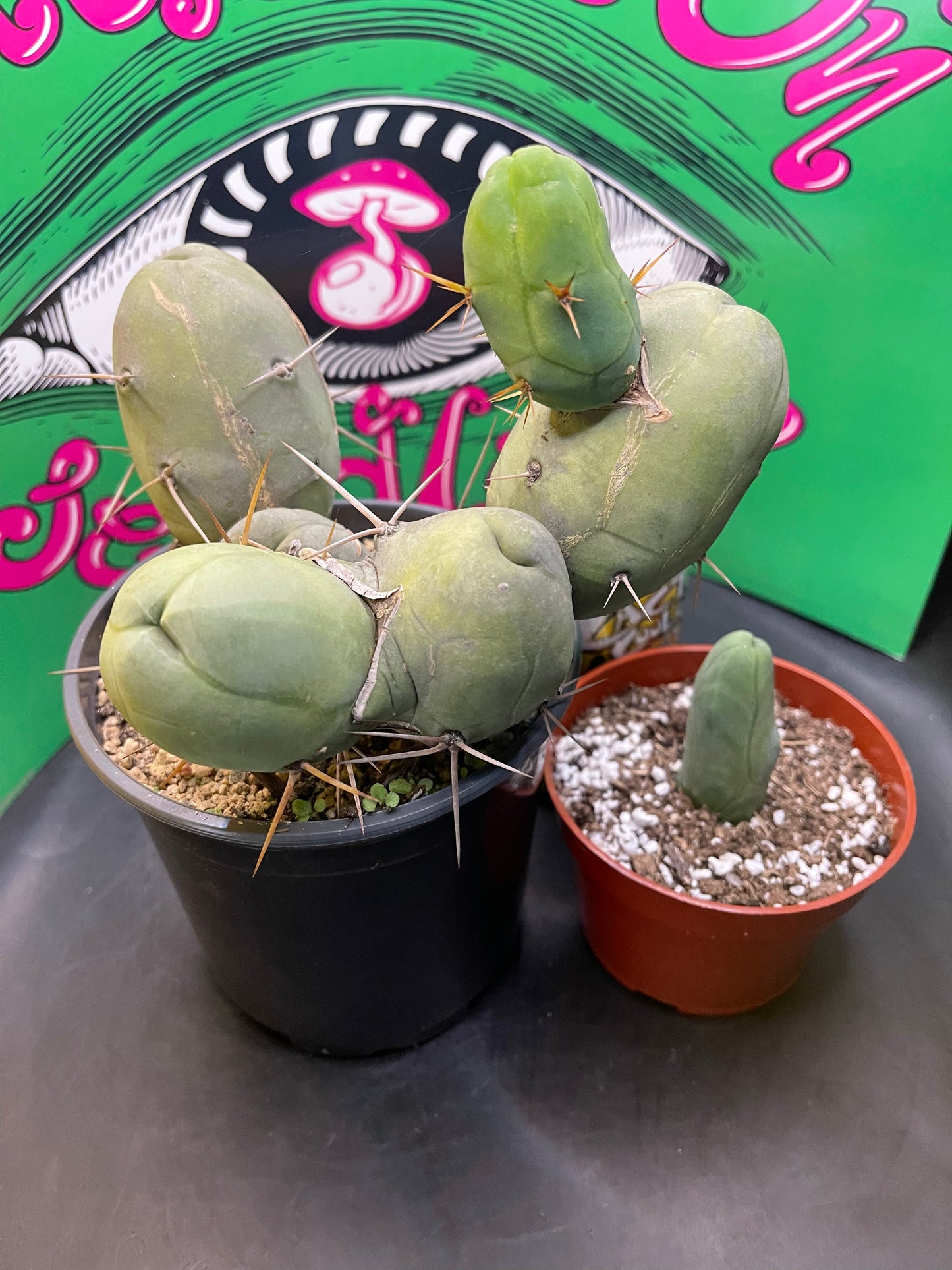 TBM - CACTUS šµ