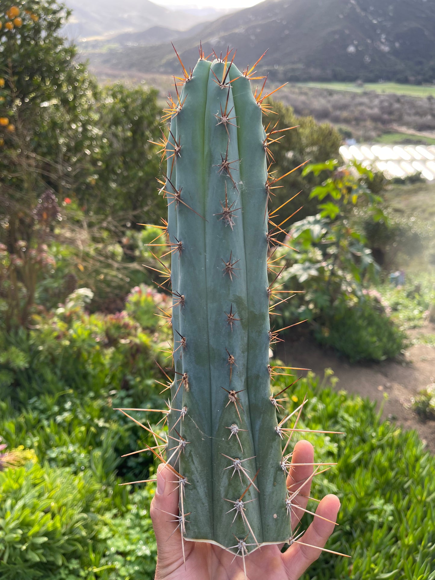 Spicy 🌶️ Spiky San Pedro TRICHOCEREUS PERUVIANUS