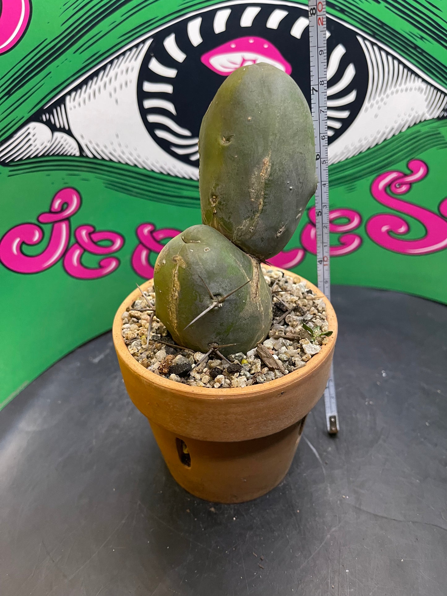 Terra cotta pot w/ Tbm