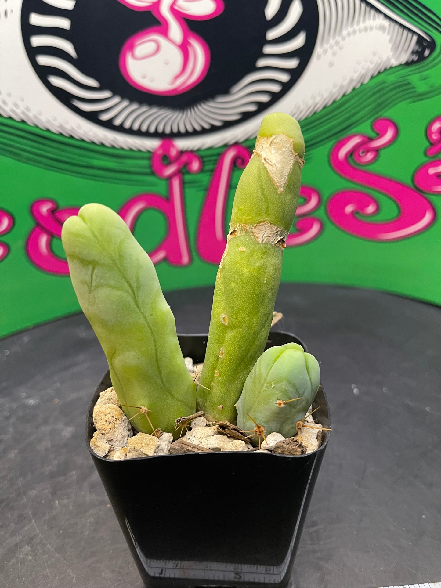 TBM cactus