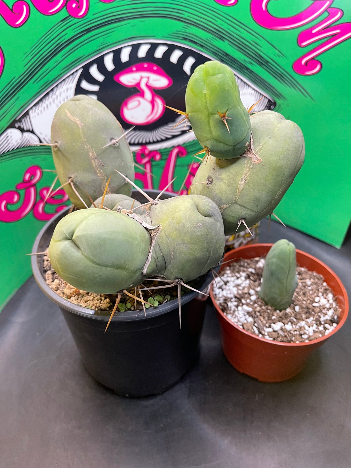 TBM - CACTUS šµ